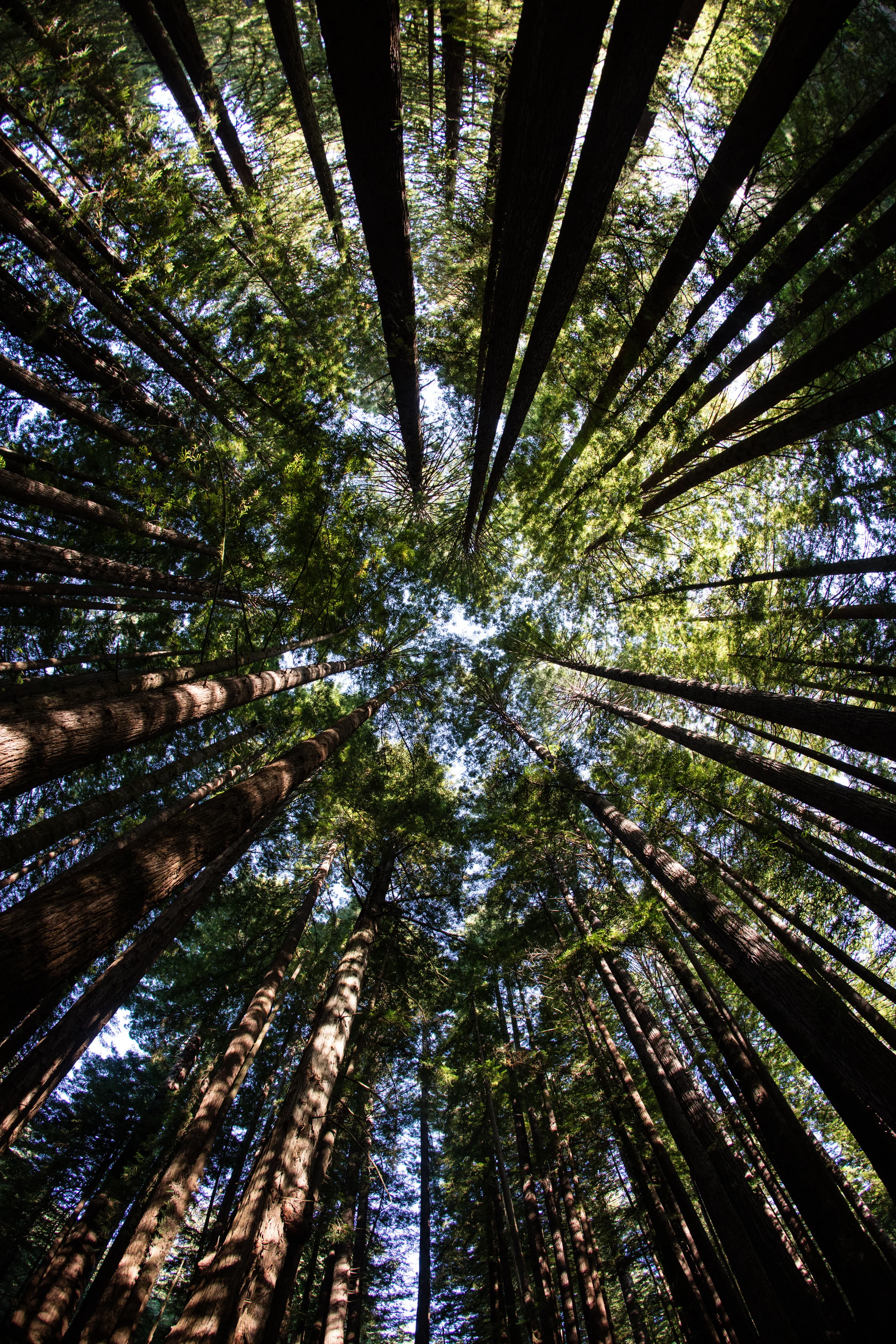 Forest for the Trees.jpeg