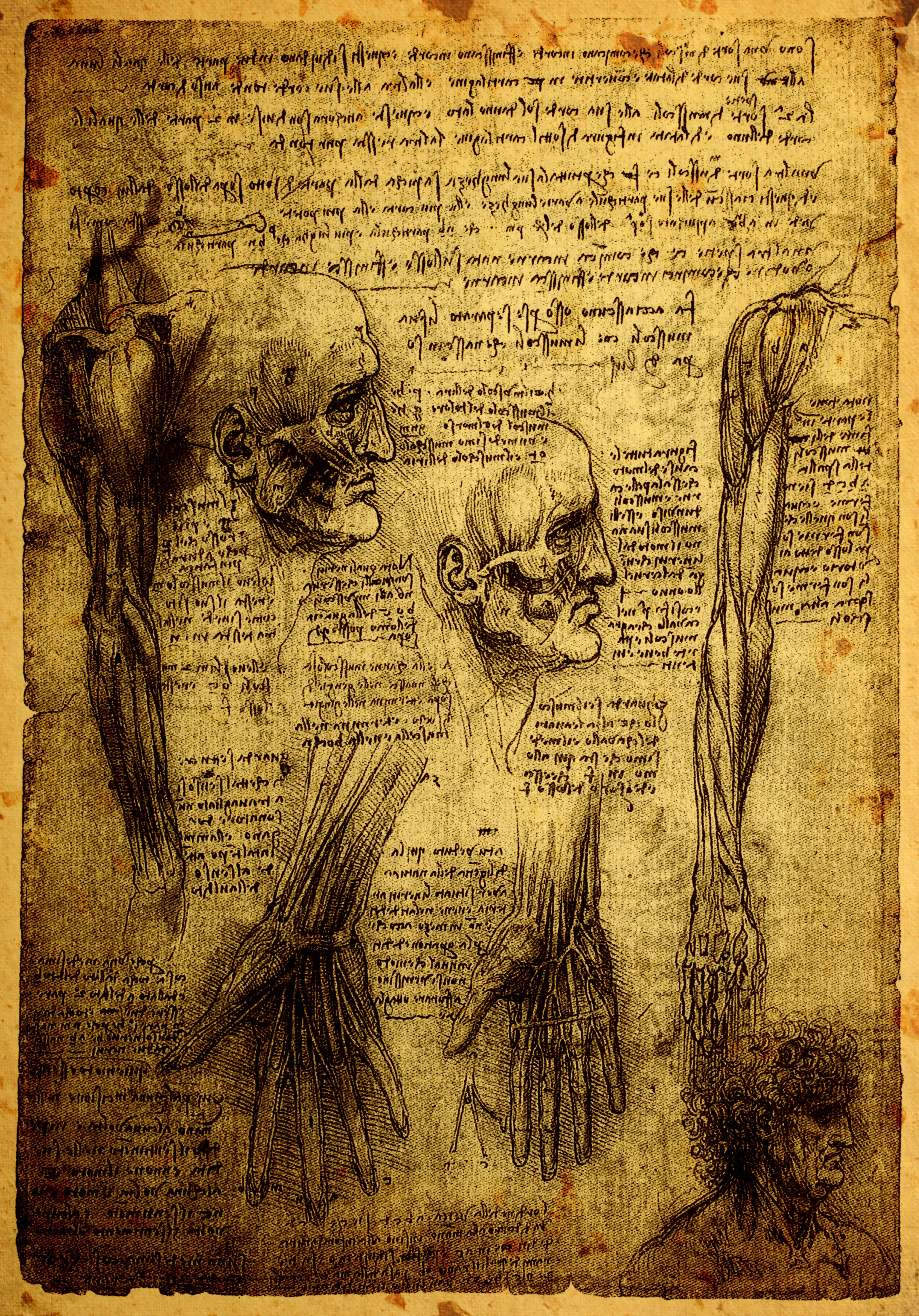 Da Vinci Study.jpeg