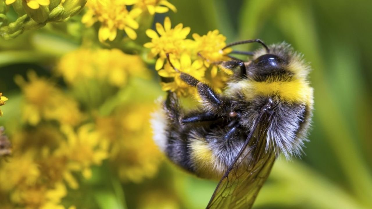 National Honey Bee Day