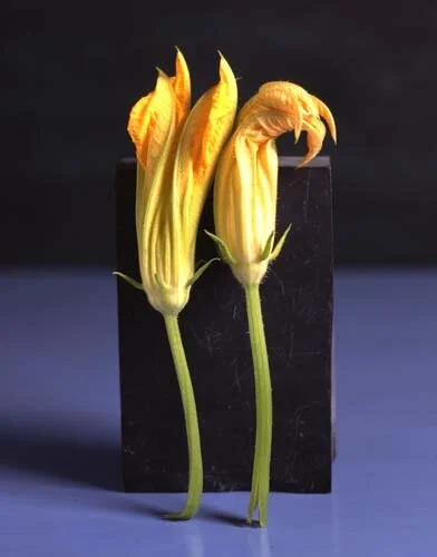 Male blossoms.jpg