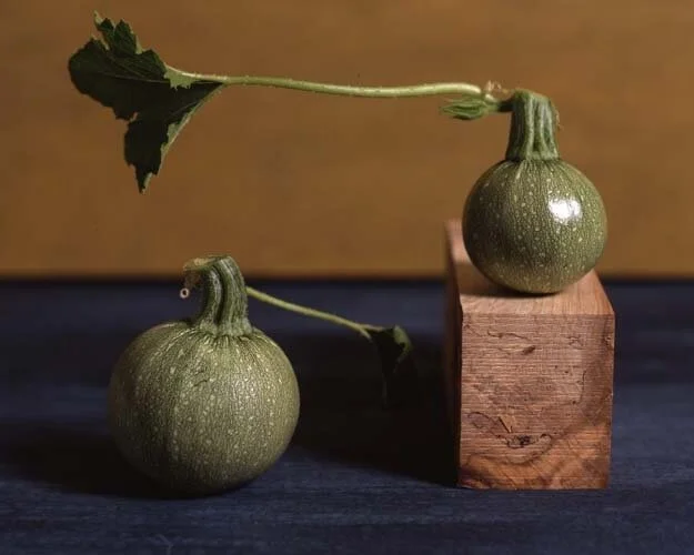 Ronde de N ice