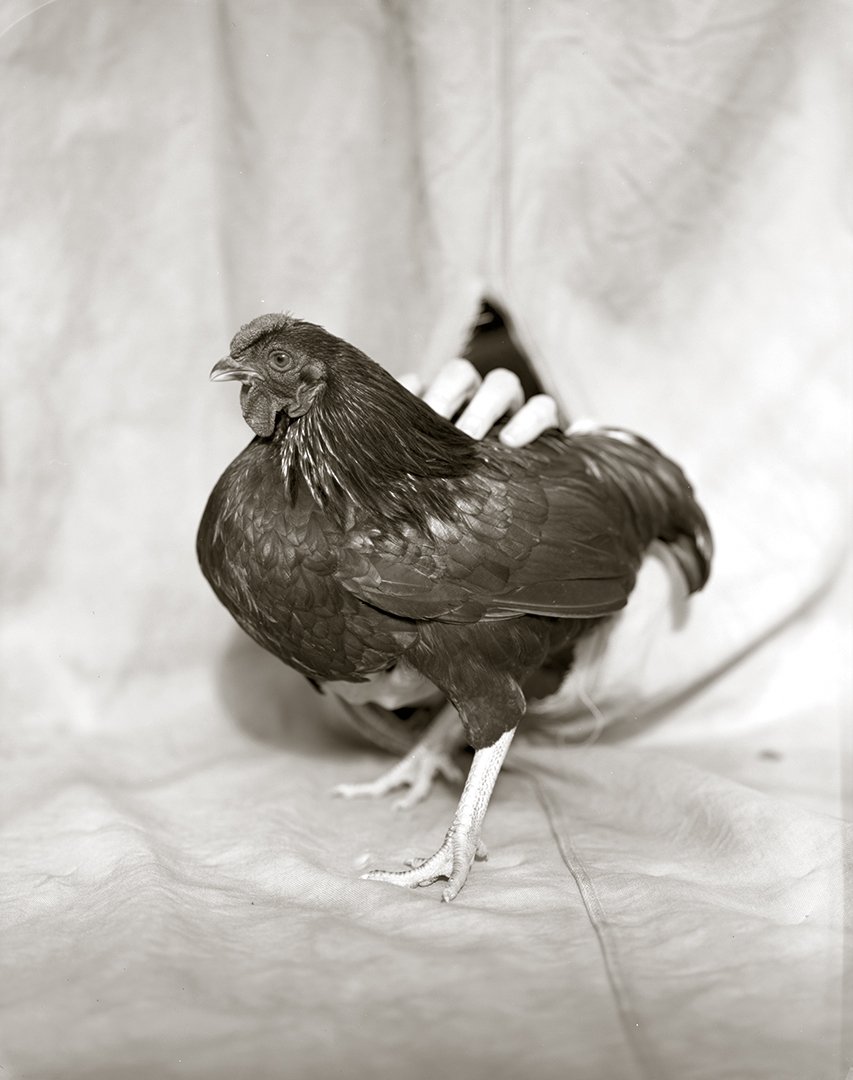 Partridge Wyandotte Bantam Chicken, 1993.jpg