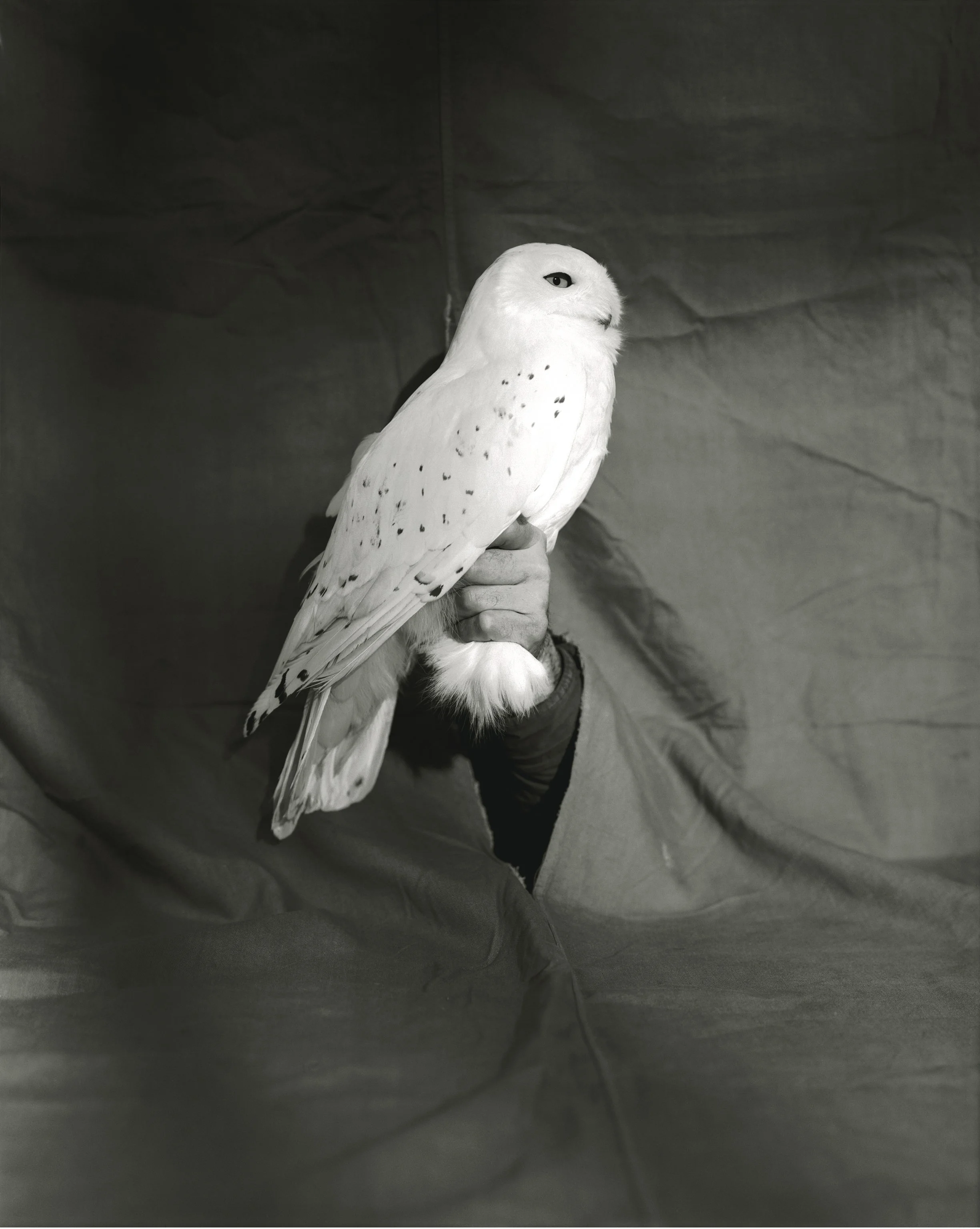 Snowy Owl, 1996.jpg