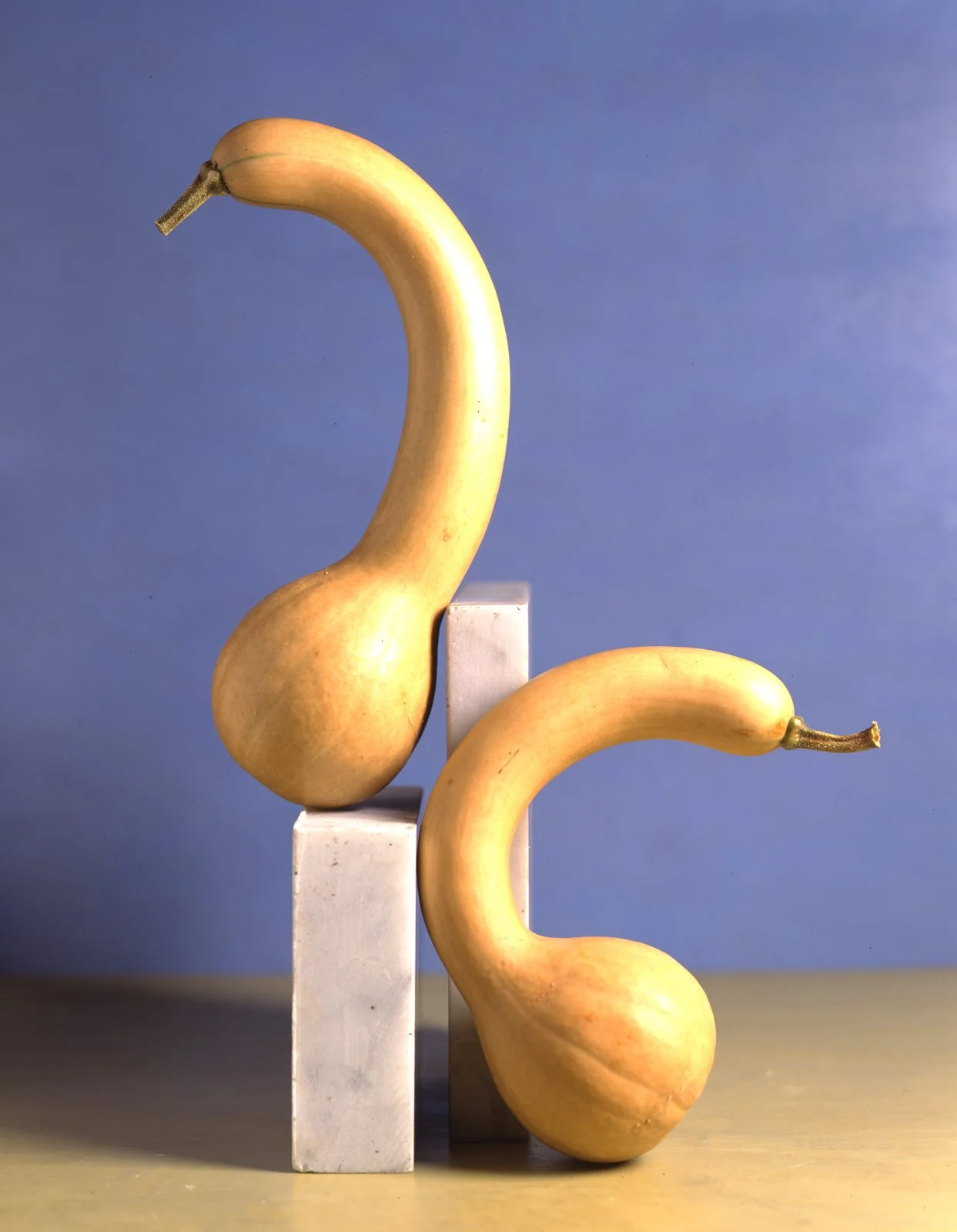 Canada Crookneck.jpg