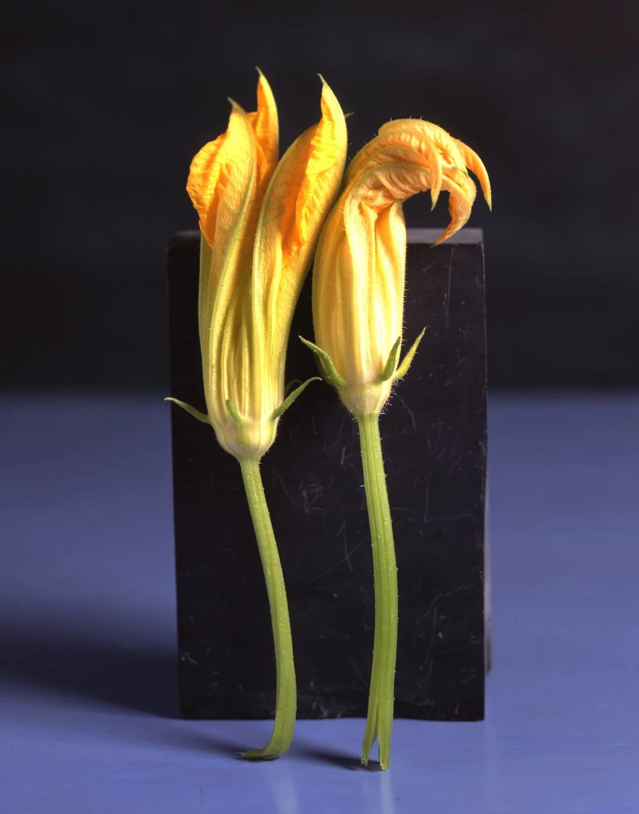Male squash blossoms.jpg