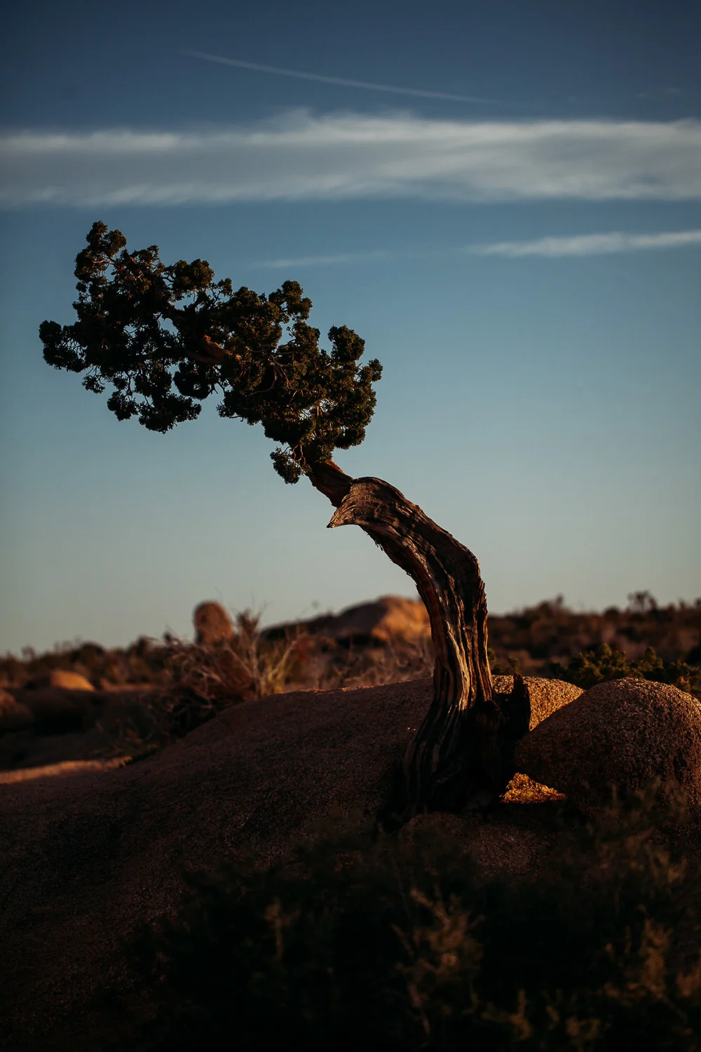 Joshua-Tree-Nationalpark-Paar-1.jpg
