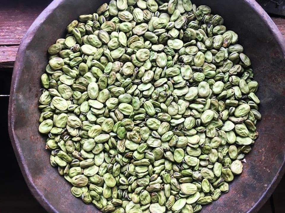 Crimson Flowering Fava Bean.jpg