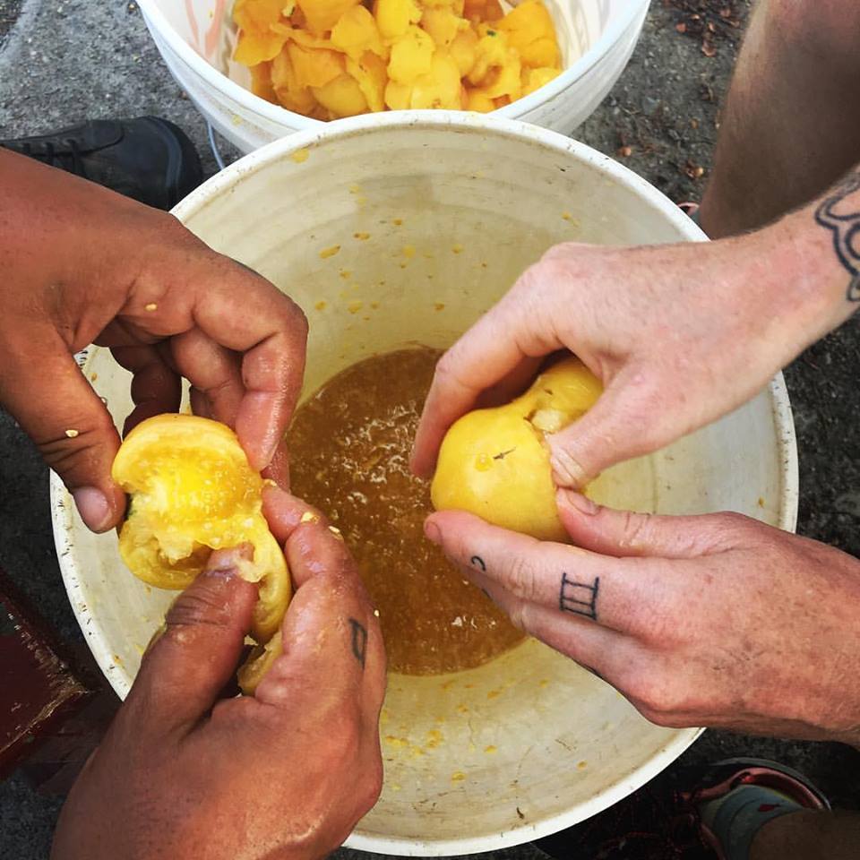 fermenting yellow tomato seeds.jpg