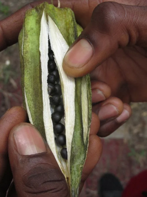 chris with okra.jpg