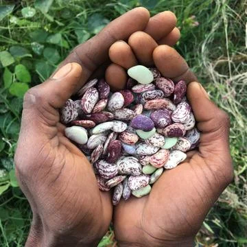 The Speckled Brown Butterbean, held by Owen's partner and farmer, Chris Bolden Newsome, at his African focused, Sankofa Farm at Bartram’s Garden in Southwest Philadelphia .