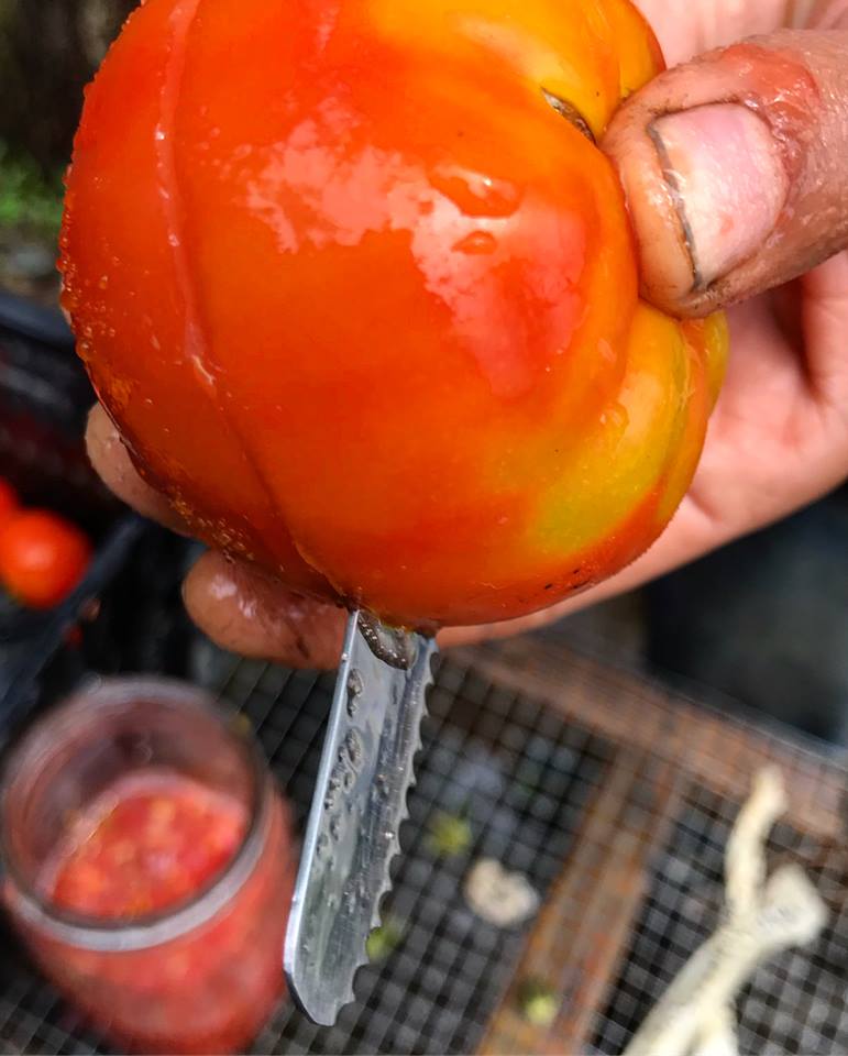 tomato knife.jpg