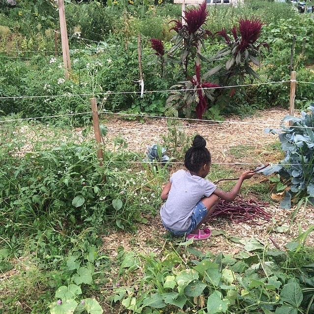 long beans girl harvest.jpg