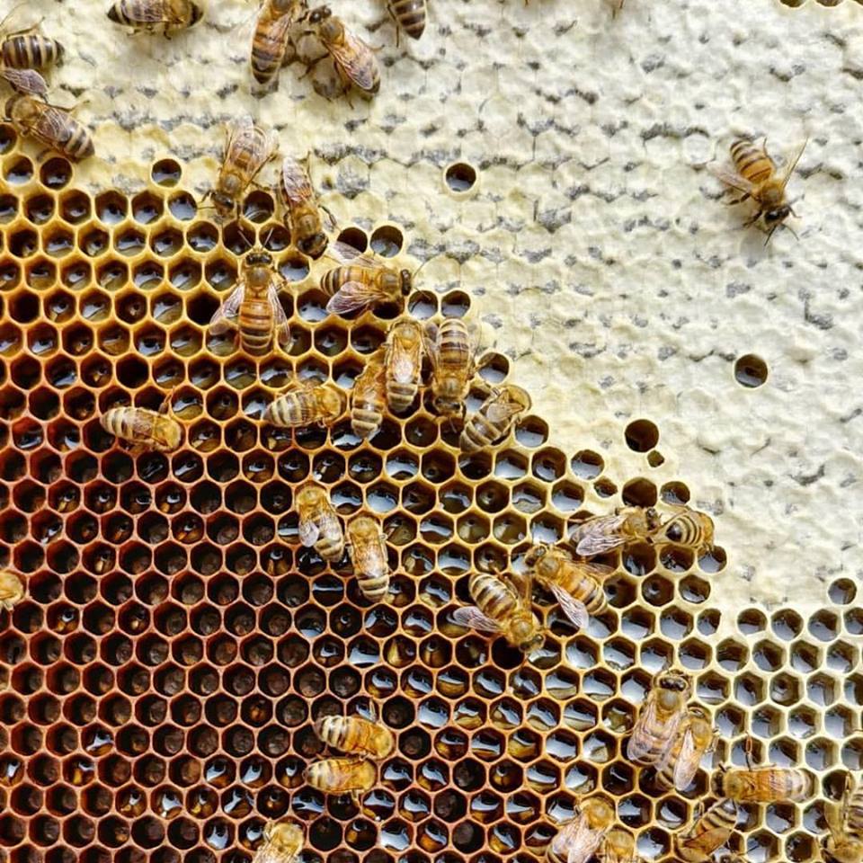 bees on comb.jpg