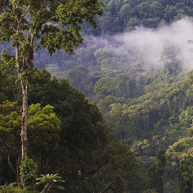 Gera Forest Ethiopia.jpg