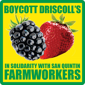 boycott_Driscolls graphic.png