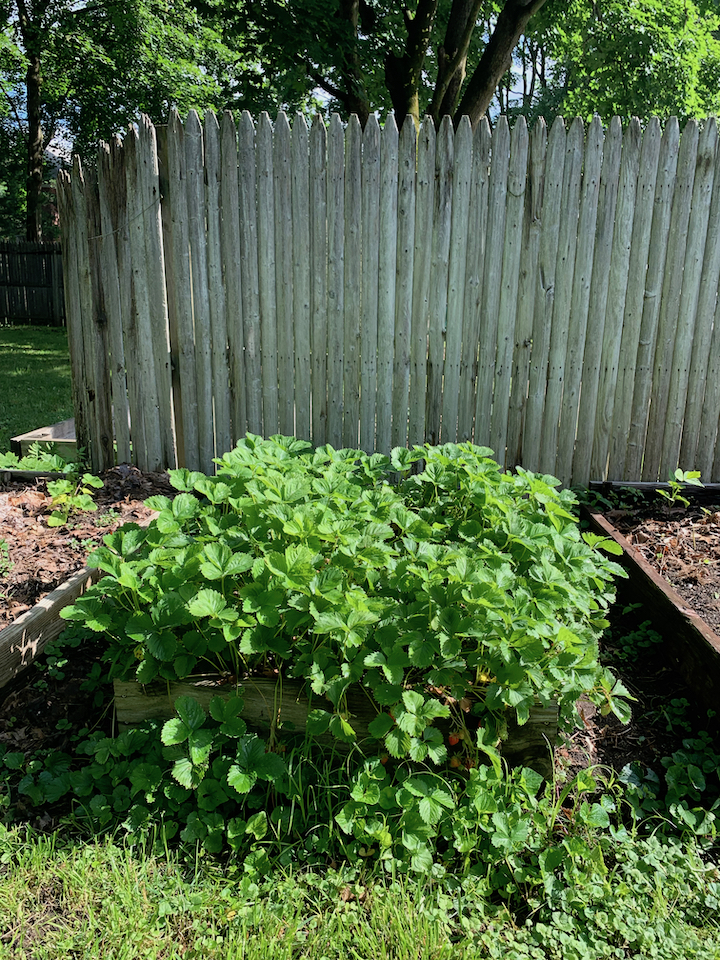 garden bed.jpg