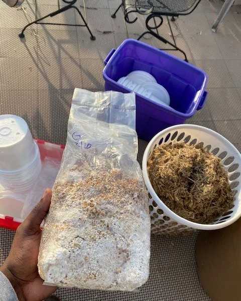 Laundry basket growing.jpg