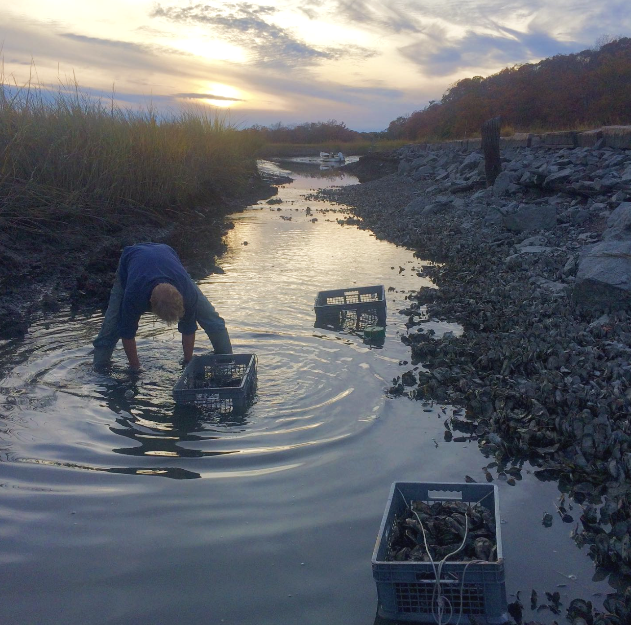 Oysters &amp; Ocean Restoration w/ CORR Shell Recycling &amp; Leetes Island Oysters