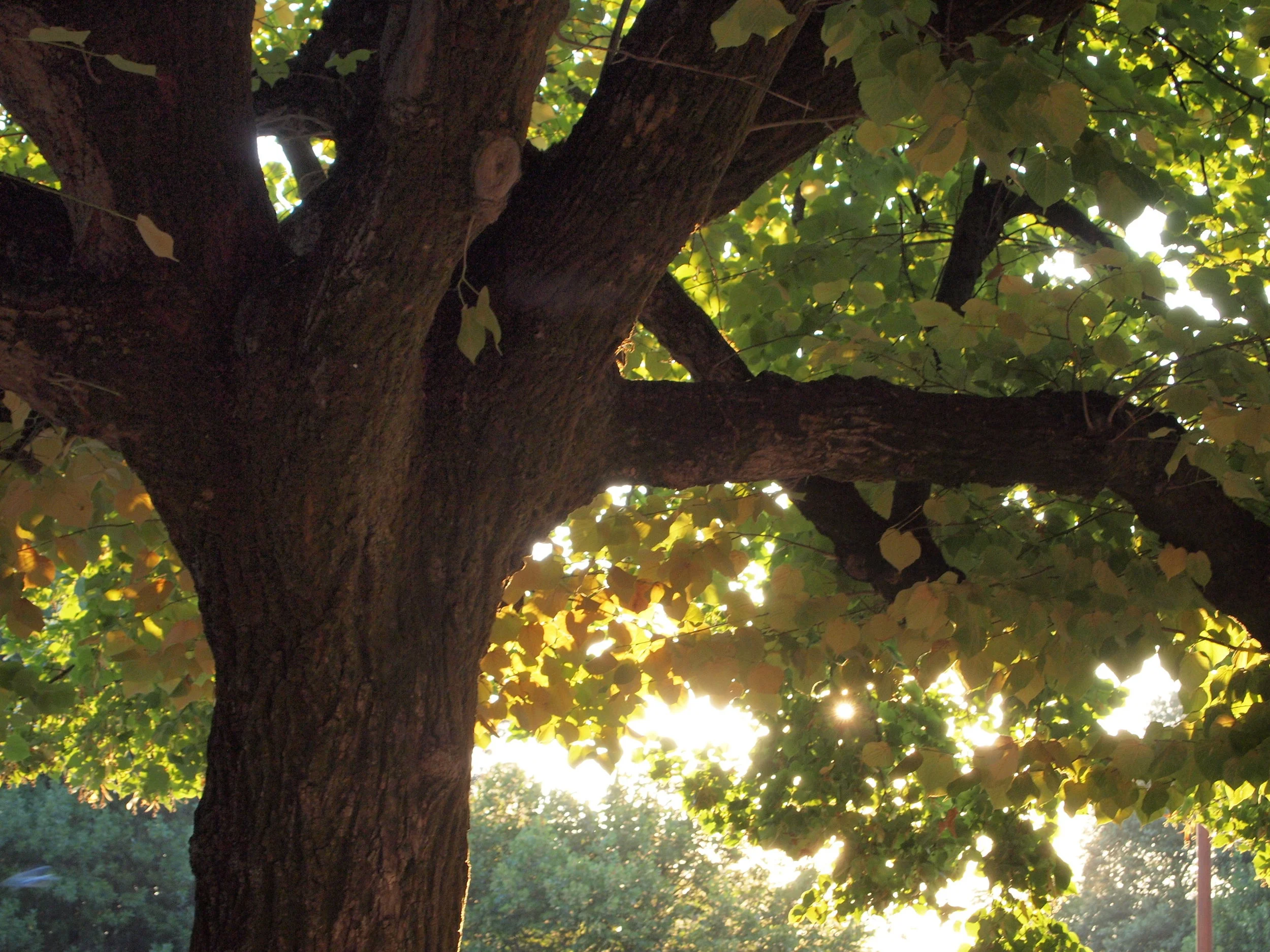 Vivere pienamente a modo mio, My Way cover