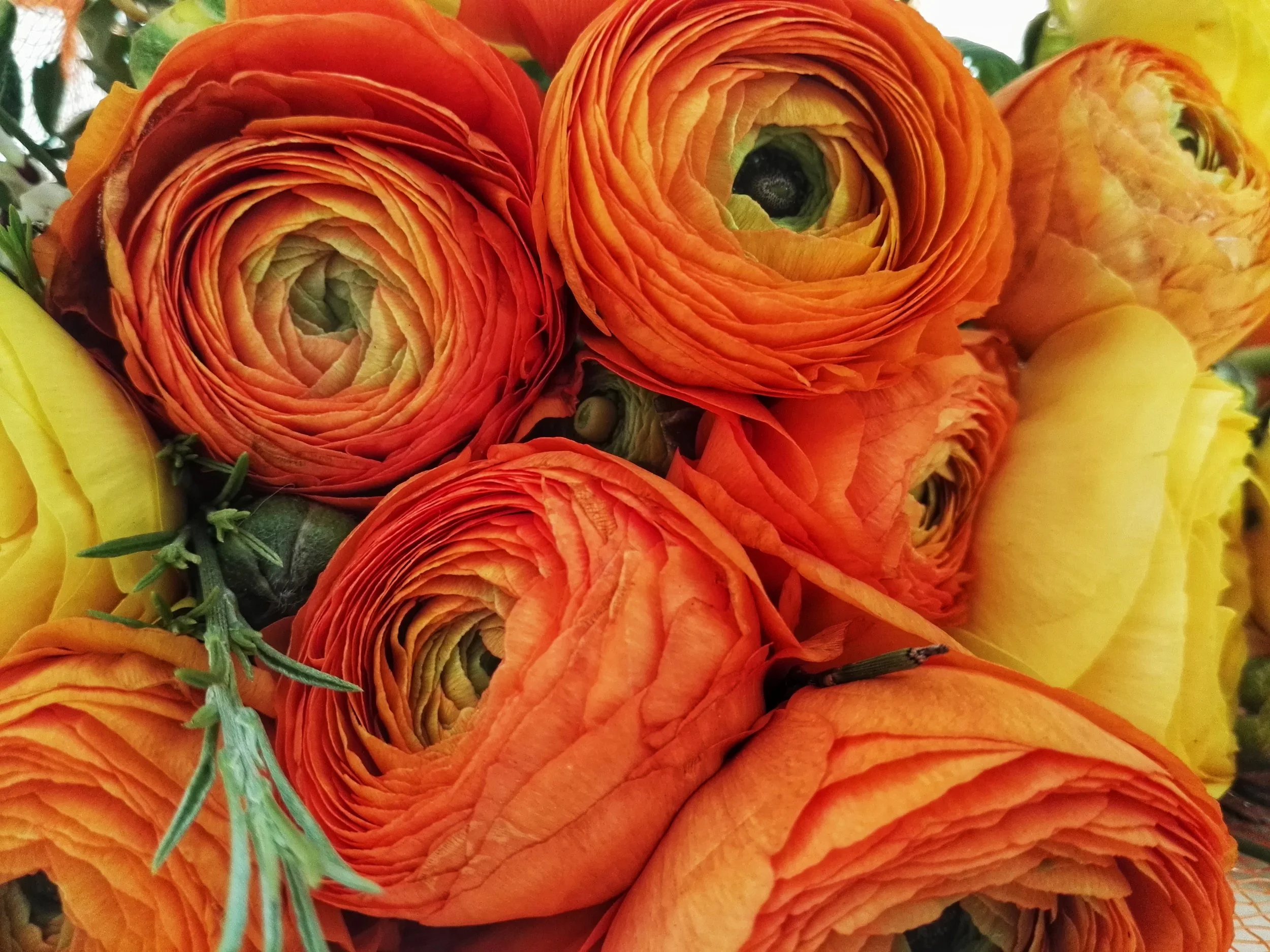 Un inno ai grandissimi della musica - A Federica Tassinari 