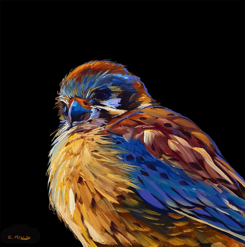American Kestrel