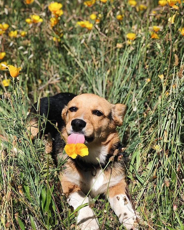 When my first corgi passed away I received sweet cards in the mail from my friends.  Every. single. card. had poppies on them.  I decided if my next pup was a female I&rsquo;d name her Poppy. ⠀⠀⠀⠀⠀⠀⠀⠀⠀
⠀⠀⠀⠀⠀⠀⠀⠀⠀
We got our Poppy a few weeks ago and s