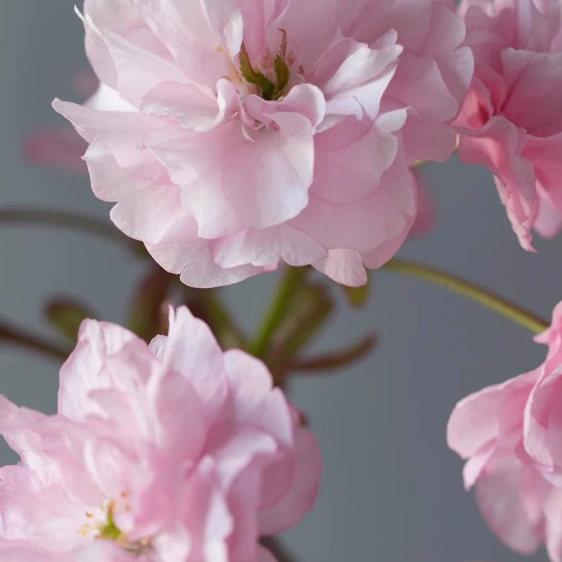 DB Floral-104_adjust.jpg