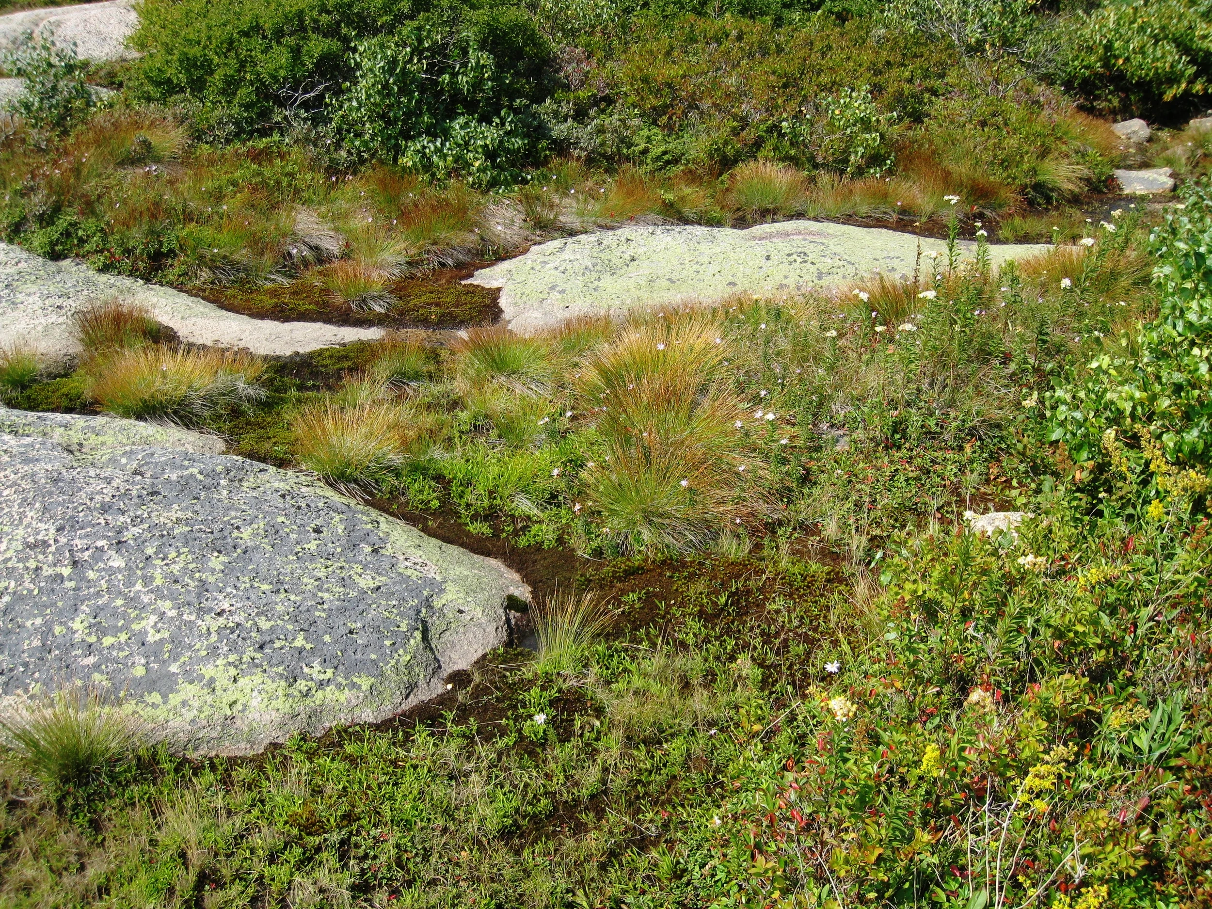 Acadia National Park, Photo by Karl K. Kindel