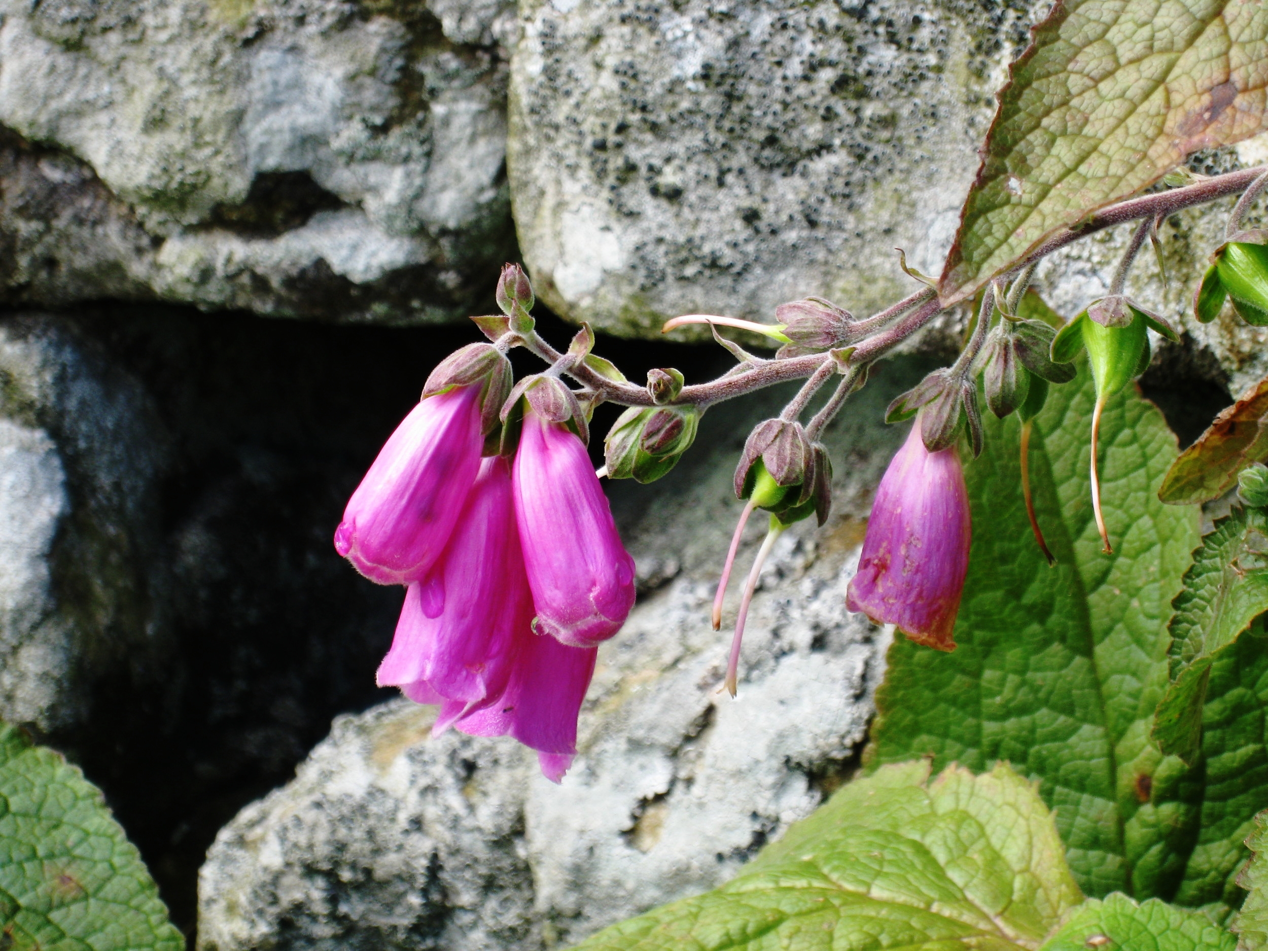  Hadrian's Wall--The Wall and the wall flower 