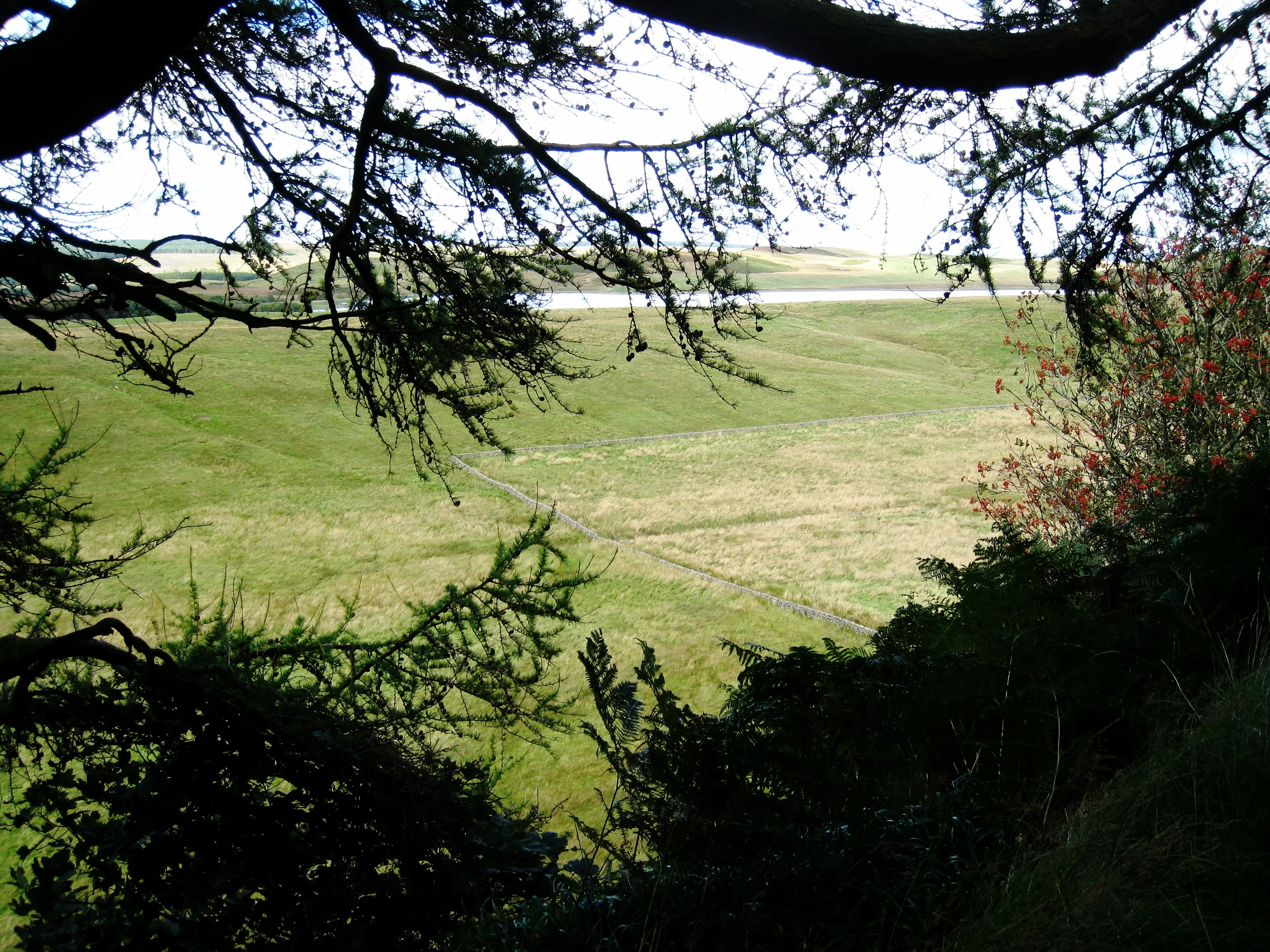  Hadrian's Wall--The Wall, looking out and down (about 300 feet) 
