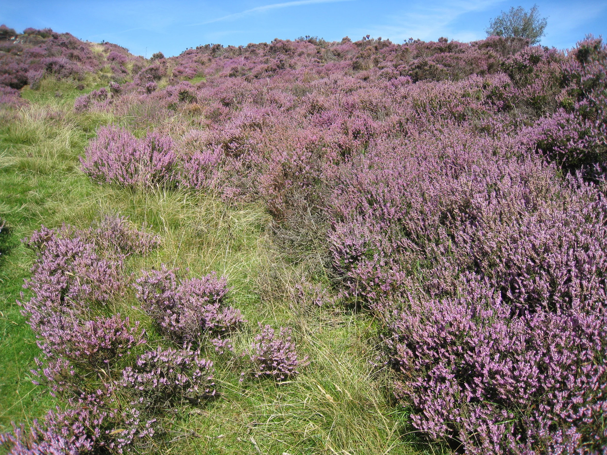  Yorkshire--Castleton Moor--Heather bloomings on the Incline to the quarries 