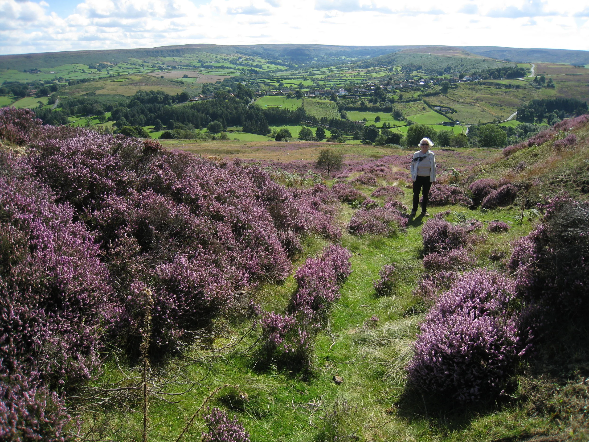  Yorkshire--Castleton Moor--Heather blooming on the Incline to the quarries--Carrol Benner Kindel 