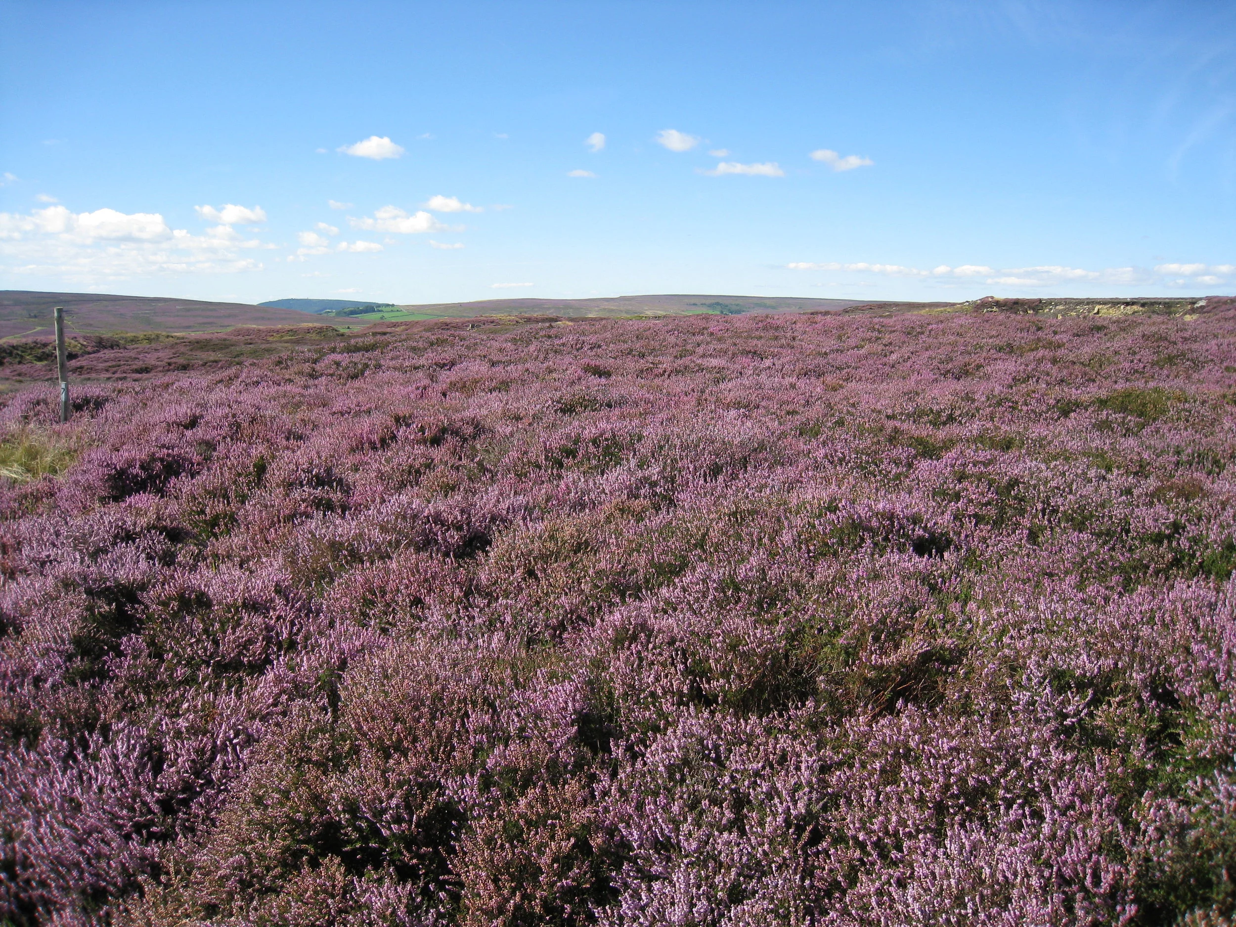  Castleton Moor--Heather blooming on the Incline to the quarries 