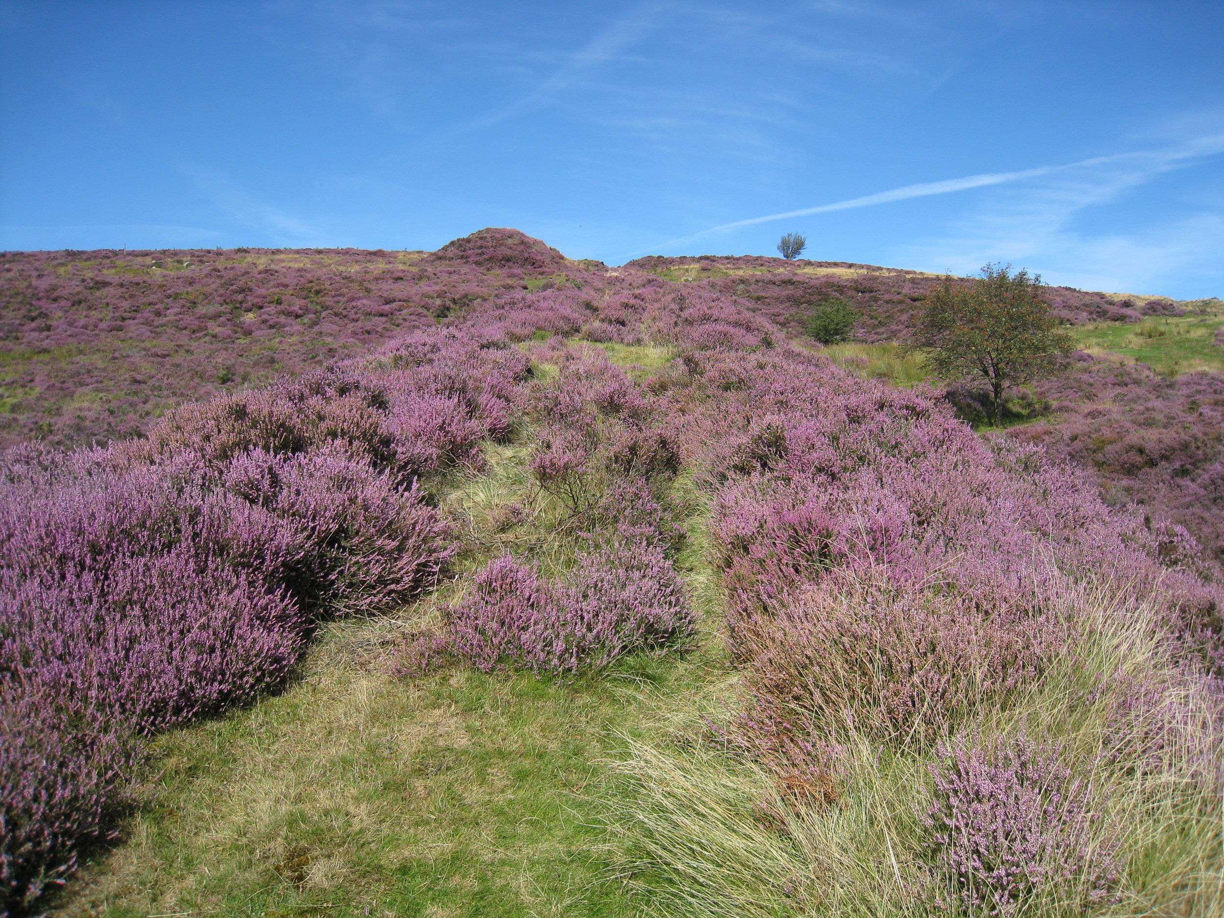  Yorkshire--Castleton Moor--Heather bloomings on the Incline to the quarries 