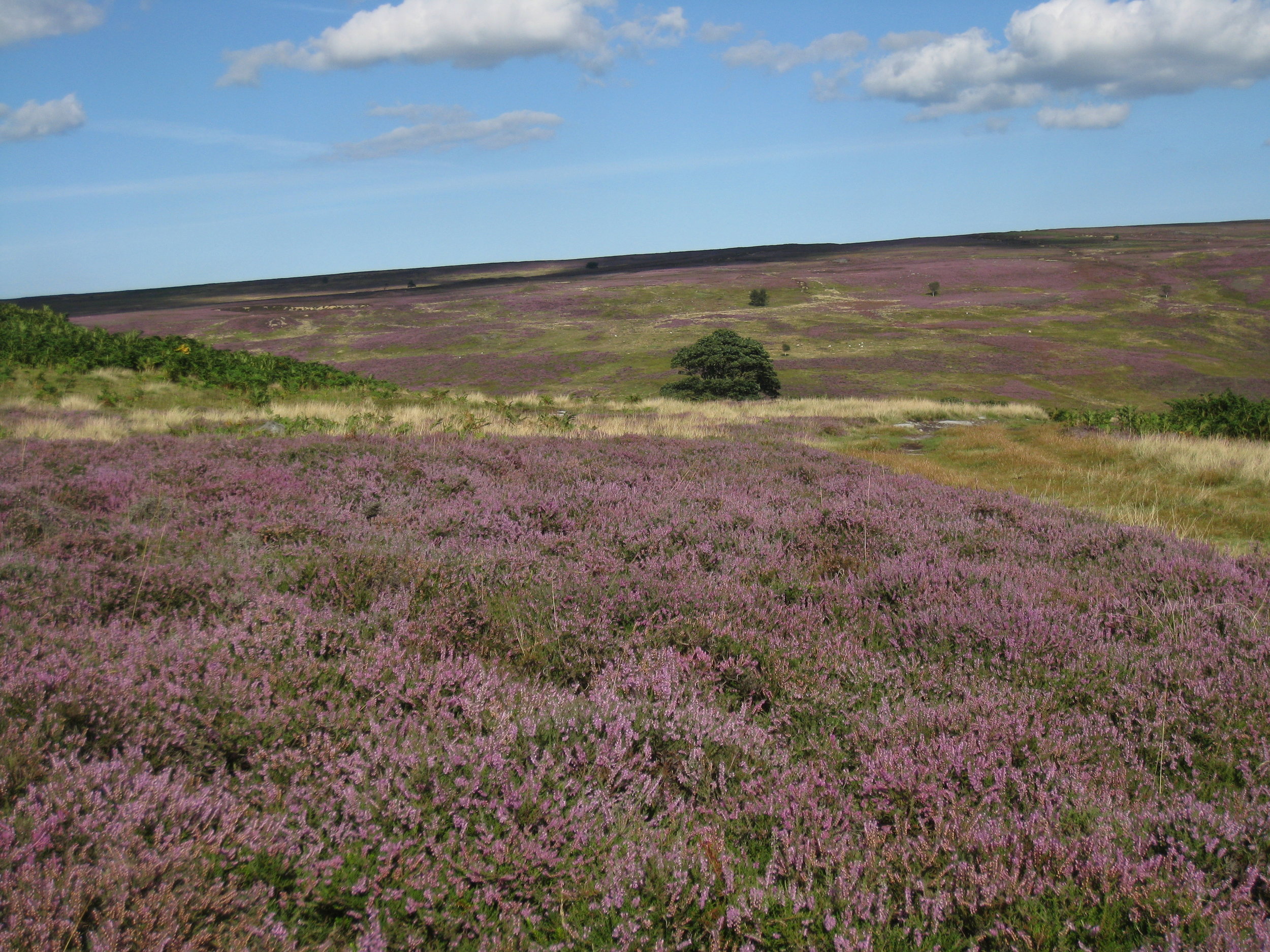  Yorkshire--Castleton Moor--Heather blooming on the Incline to the quarries--View across the Vale 