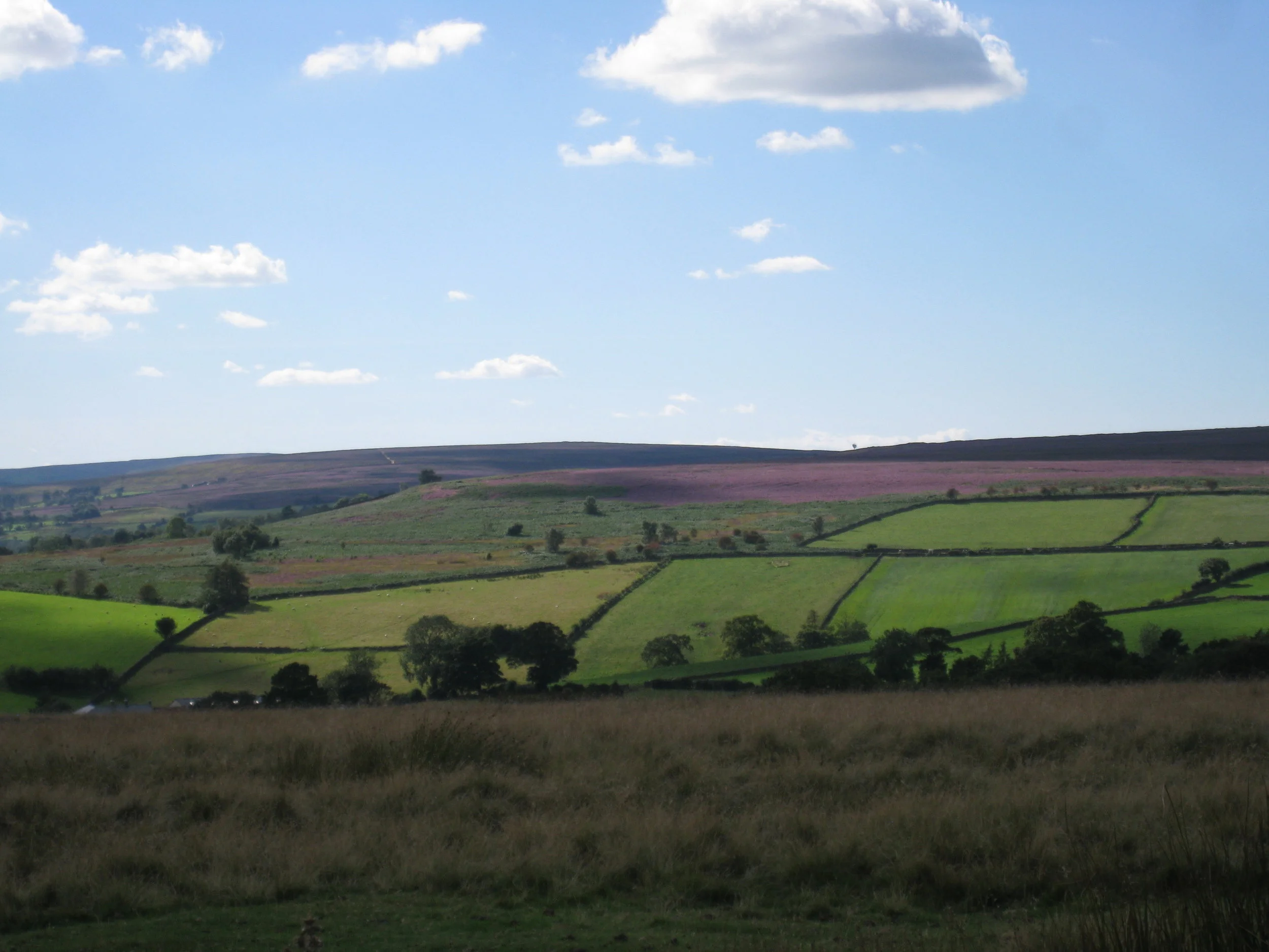  Yorkshire--Castleton Moor--Heather blooming on the Incline to the quarries--View across the Vale 