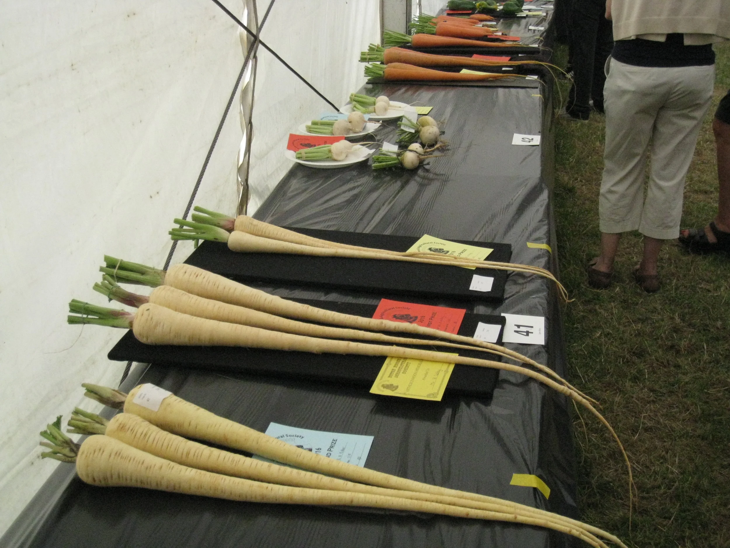  Egton--Ag. Show--Ag. Judging tent--Prize parsnips 