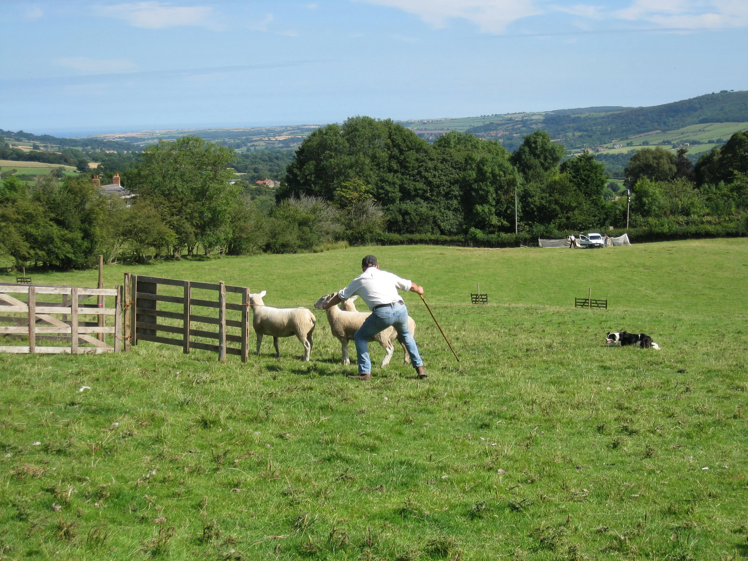  Egton--Ag. Show--Sheep Dog competition 