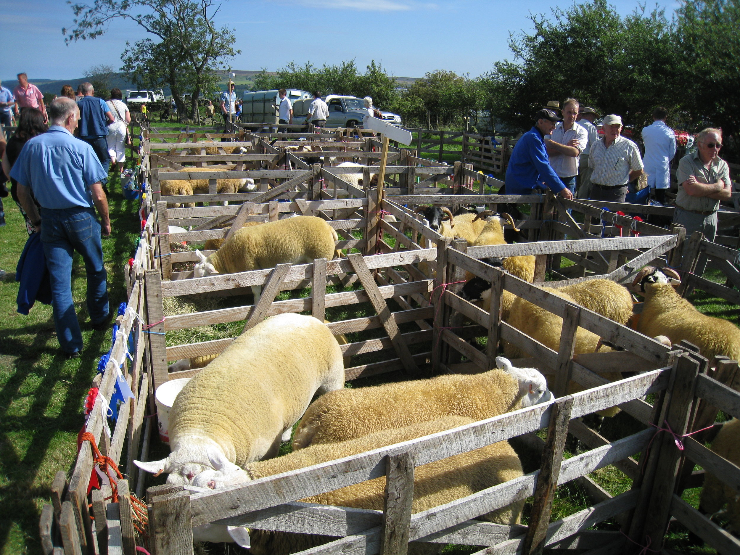  Egton--Ag. Show--Sheep 