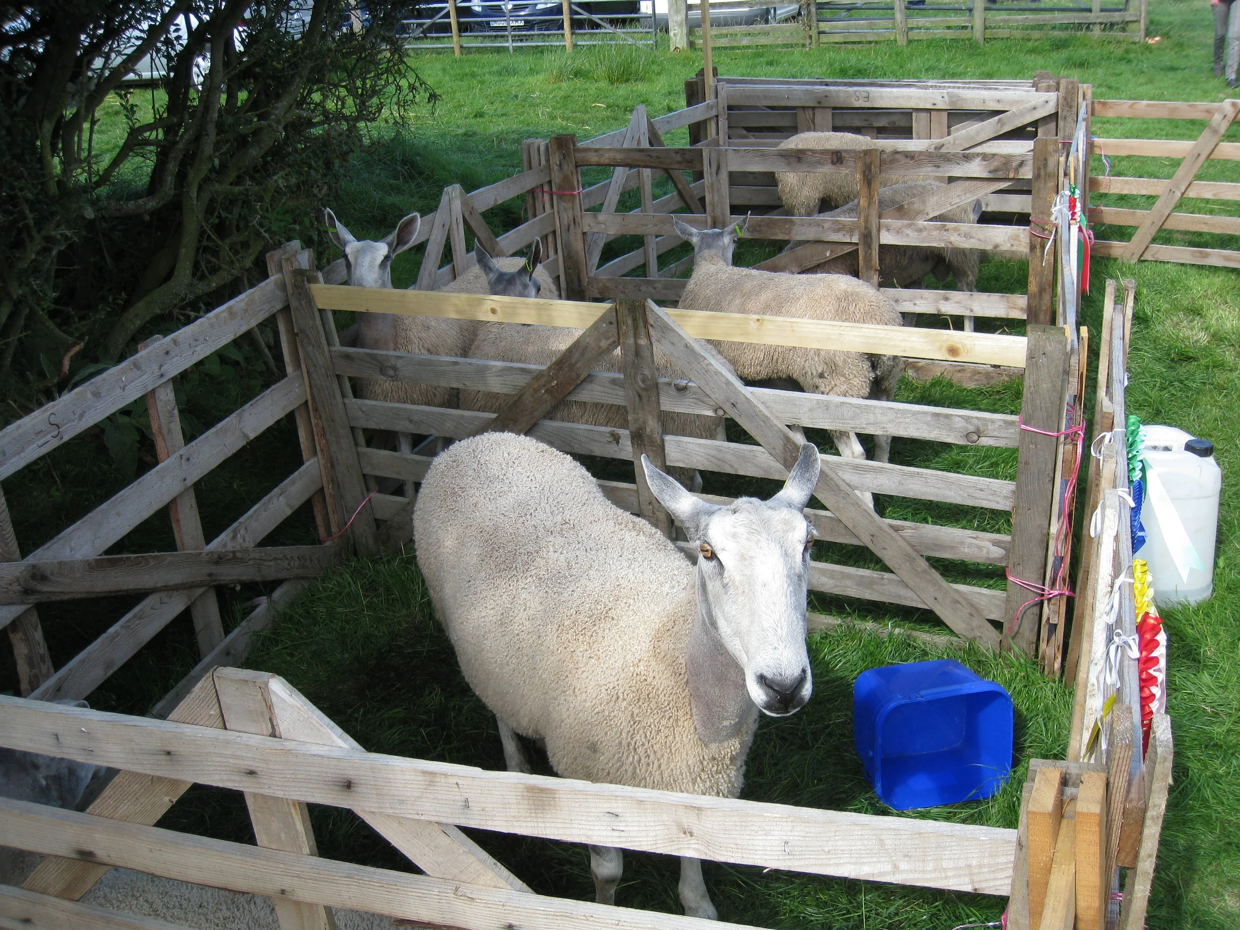  Egton--Ag. Show--Sheep 