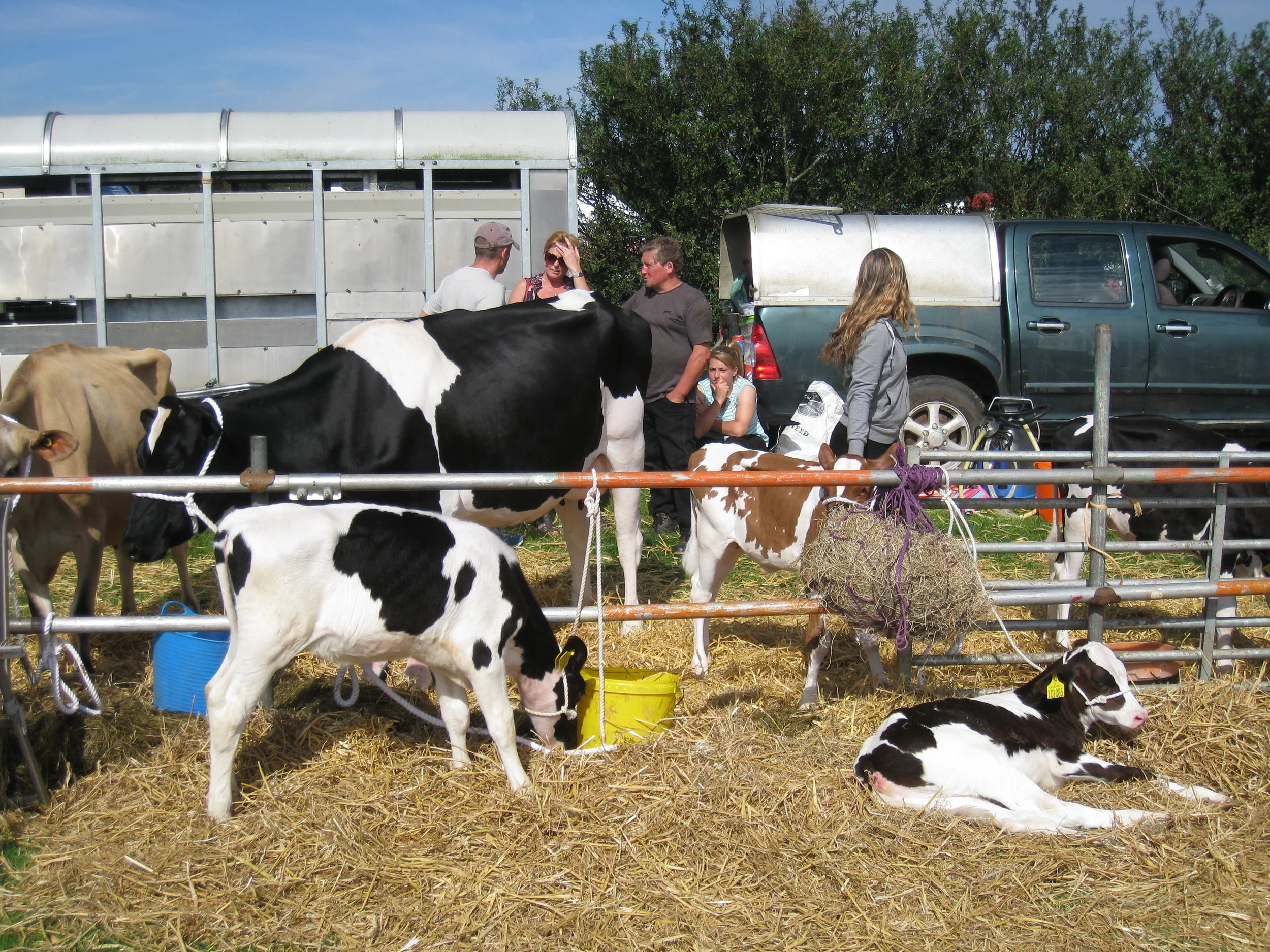  Egton--Ag. Show--Cattle 