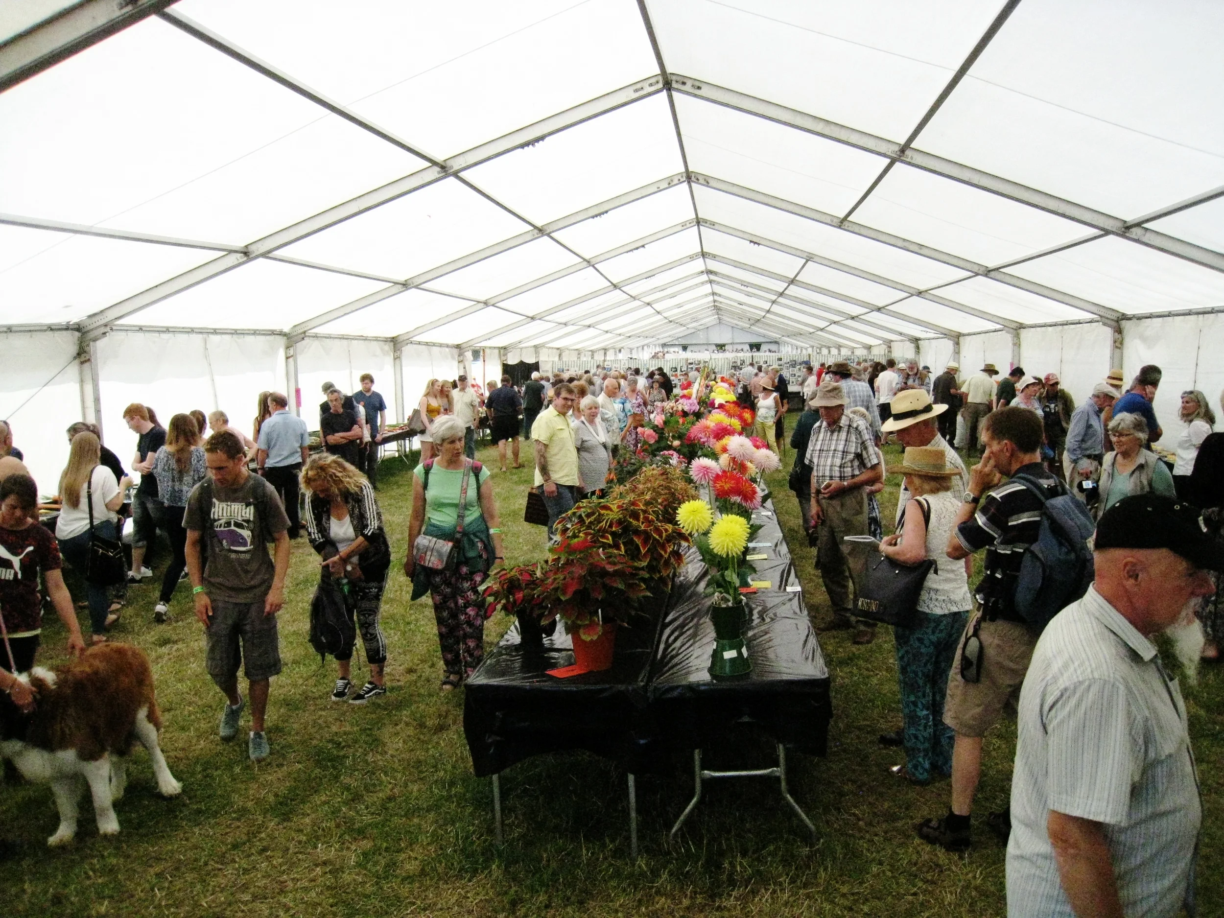  Egton--Ag. Show--Ag. Judging tent 