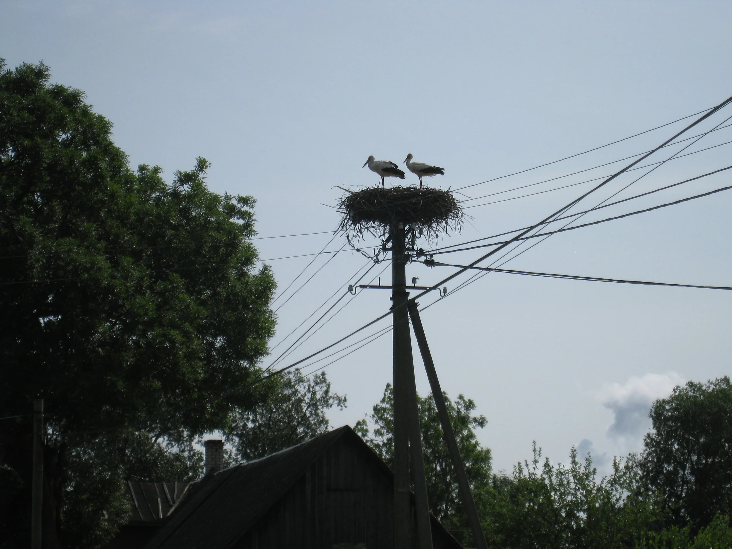  Tartu--On Lake Peipsi--Kolkja--Storks nesting 