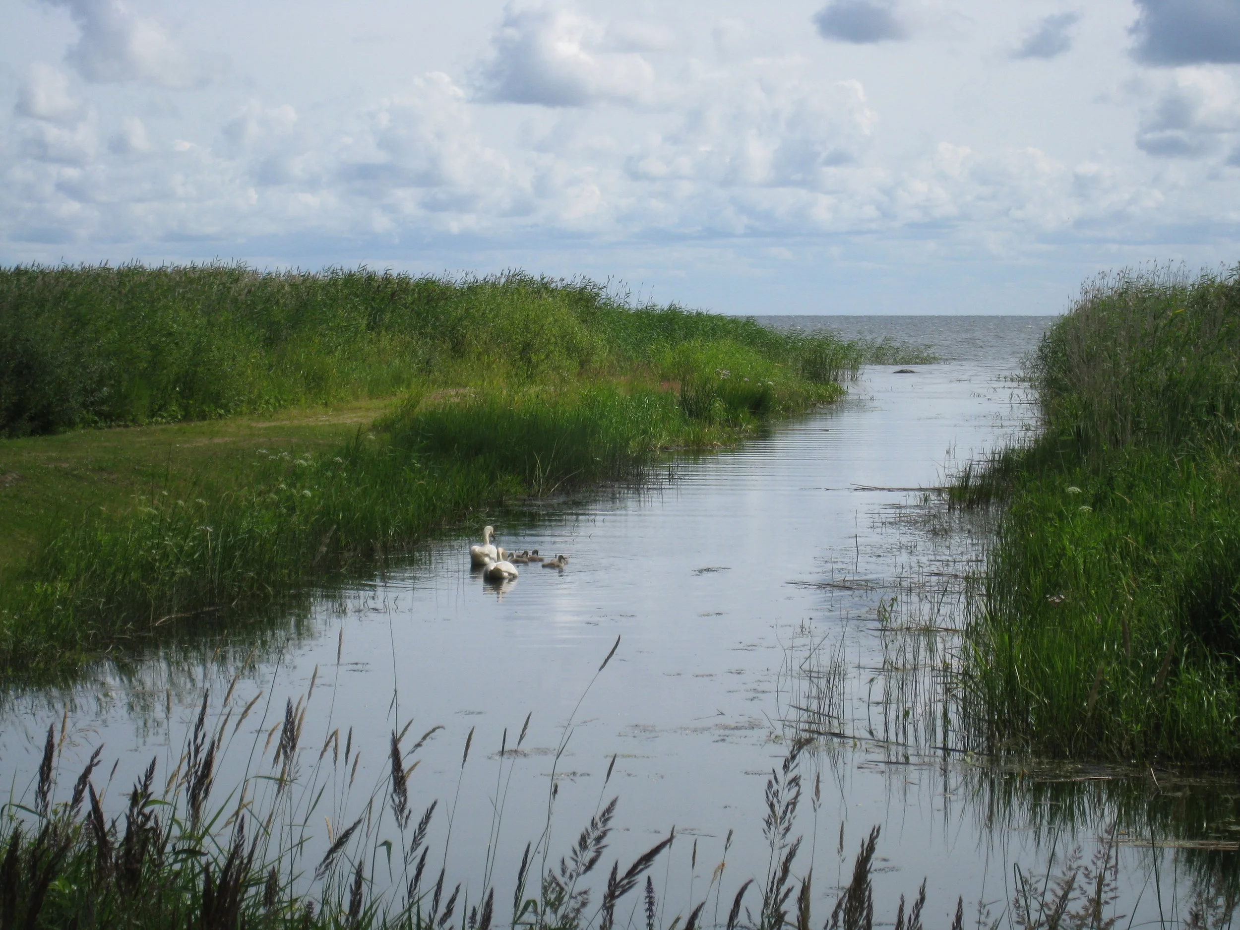  Tartu--On Lake Peipsi--Kolkja--Inlet with swans 