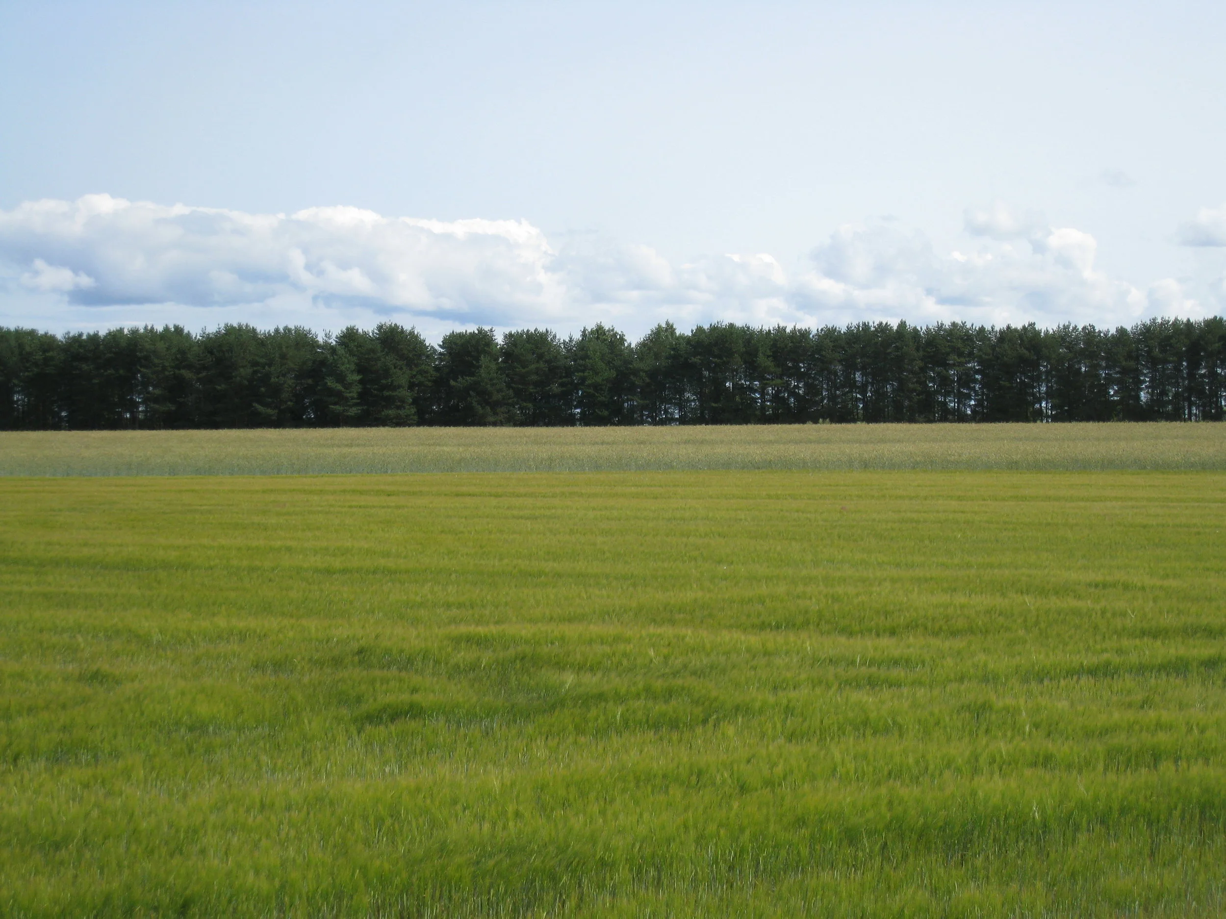  Tartu--On Lake Peipsi--Kolkja--Rye Fields with wheat in back 