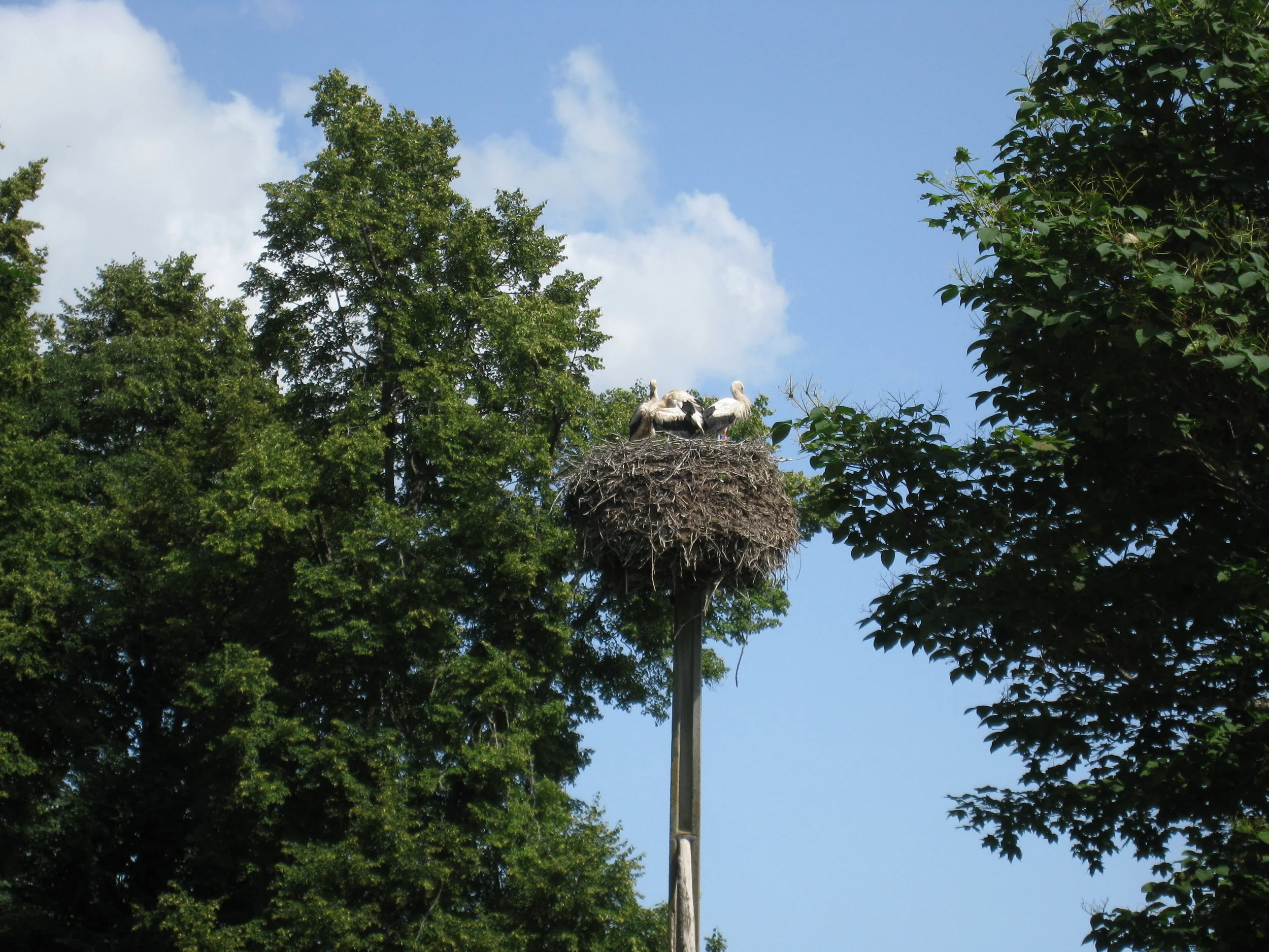  Tartu--On Lake Peipsi--Alatskivi--Alatskivi Palace--Storks nesting 