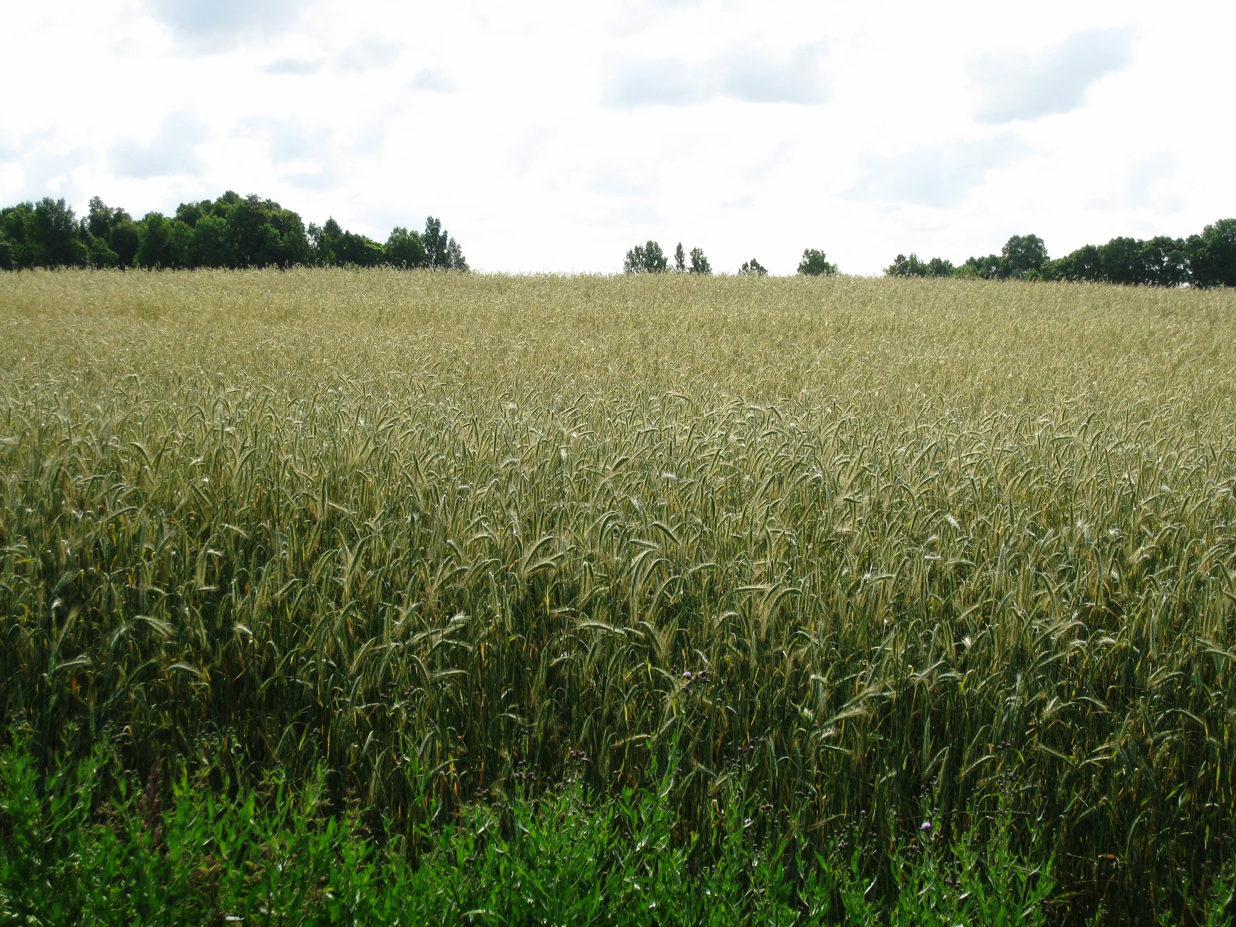  Tartu--Rye Field in the country 