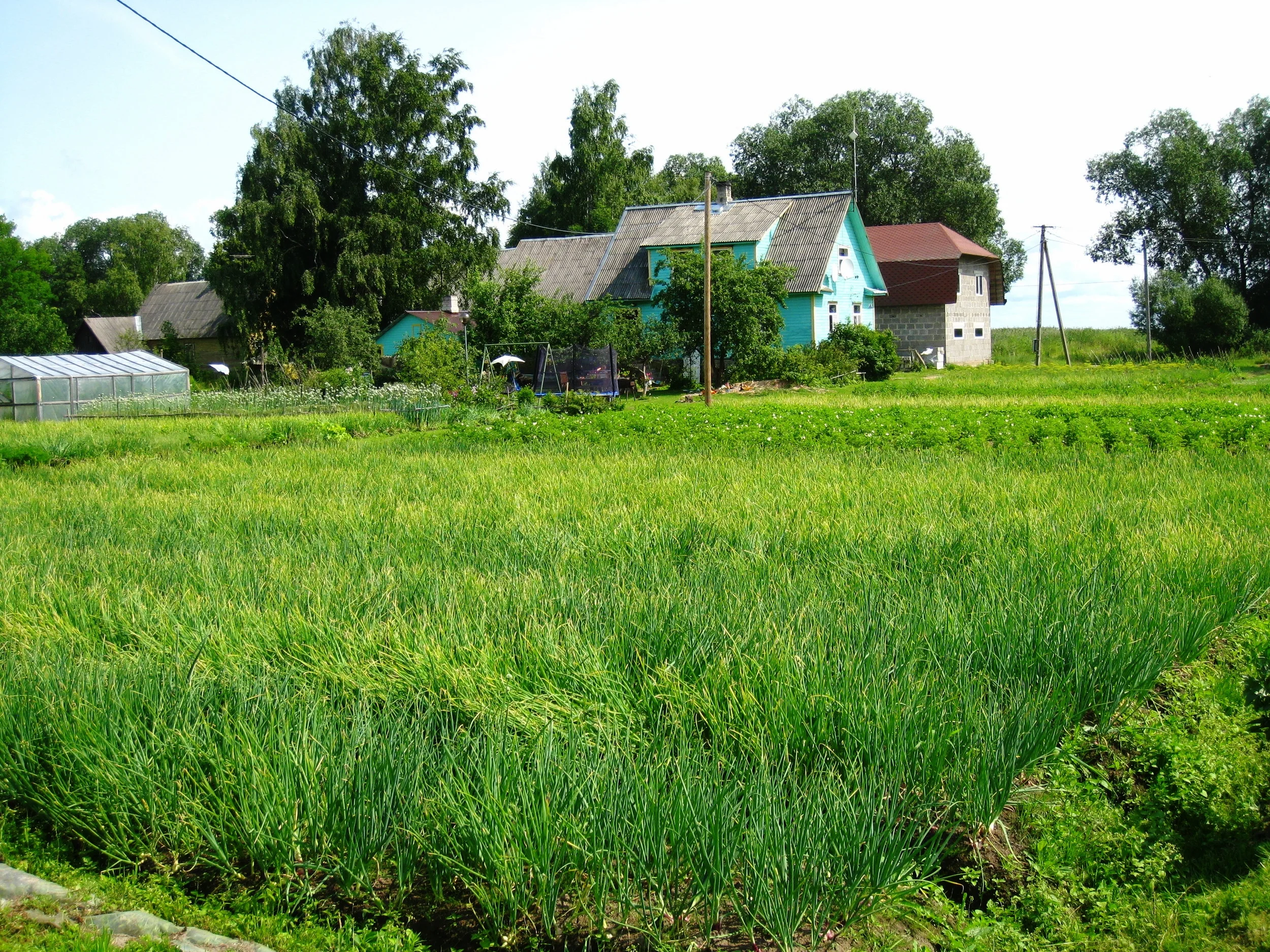 Tartu--On Lake Peipsi--Kolkja--Onion Farming 