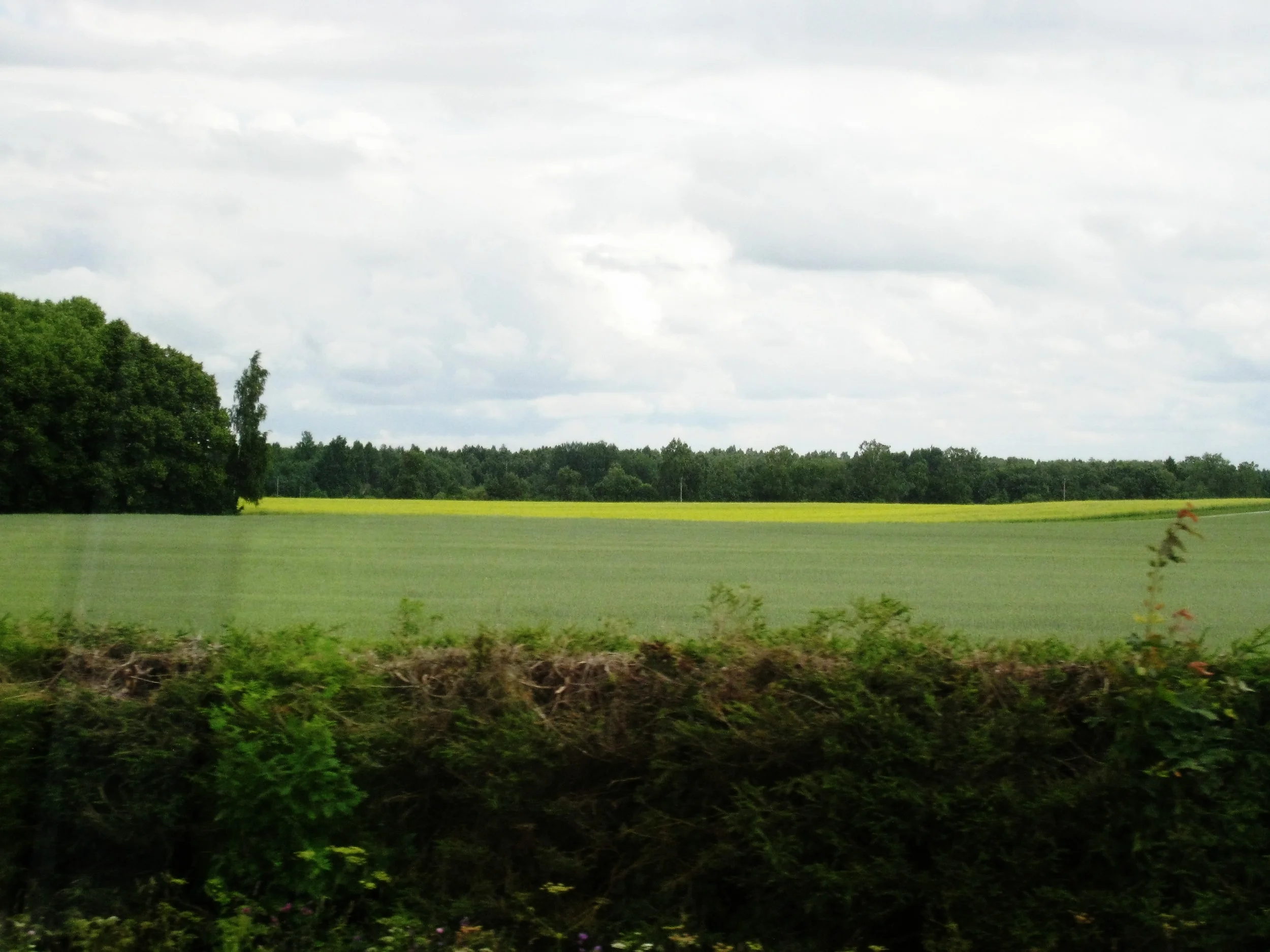  Tartu--On the road back to Tallinn--Wheat and rapes fields--note pine hedge 