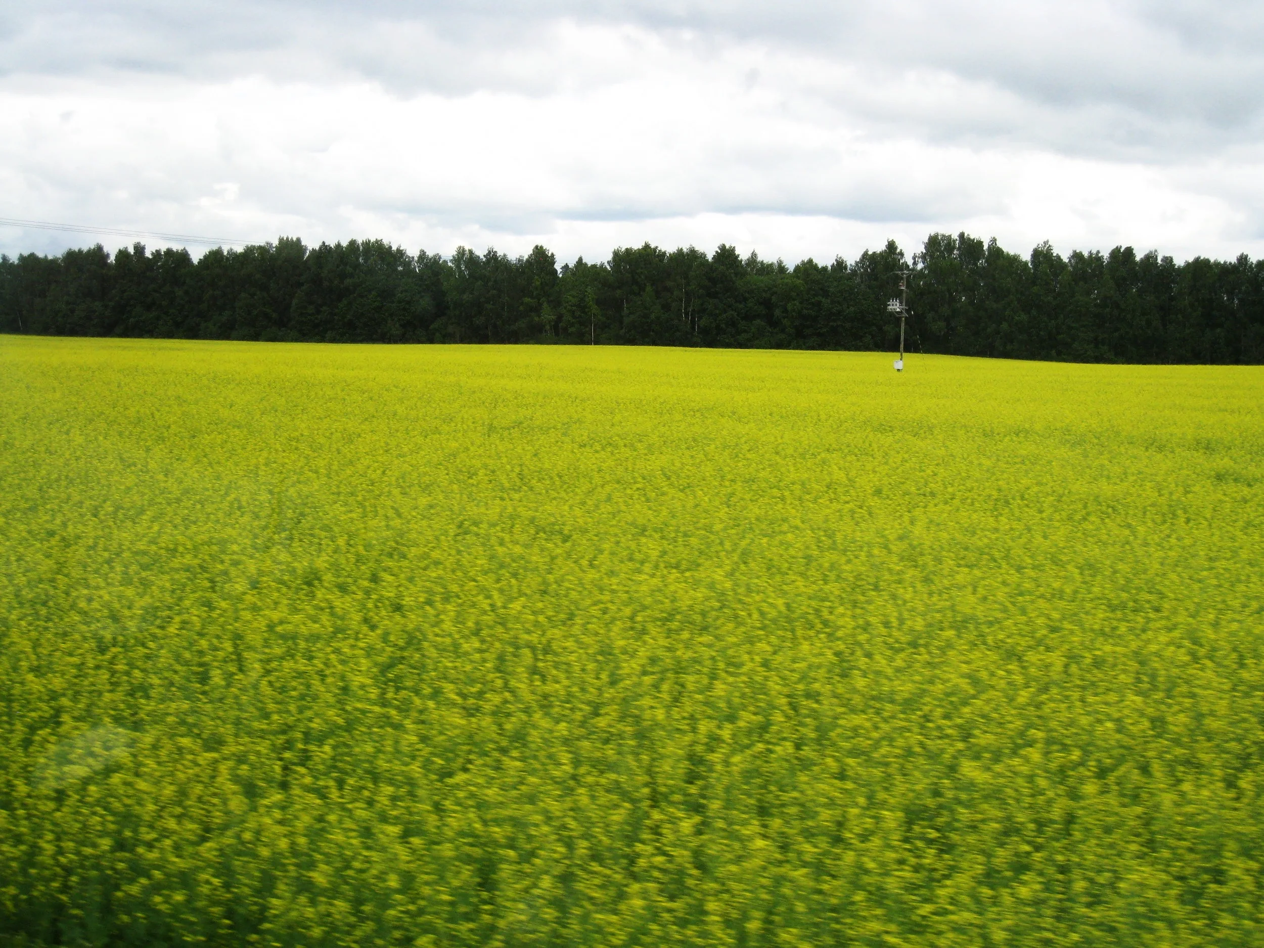  Tartu--On the road back to Tallinn--Rapes field 